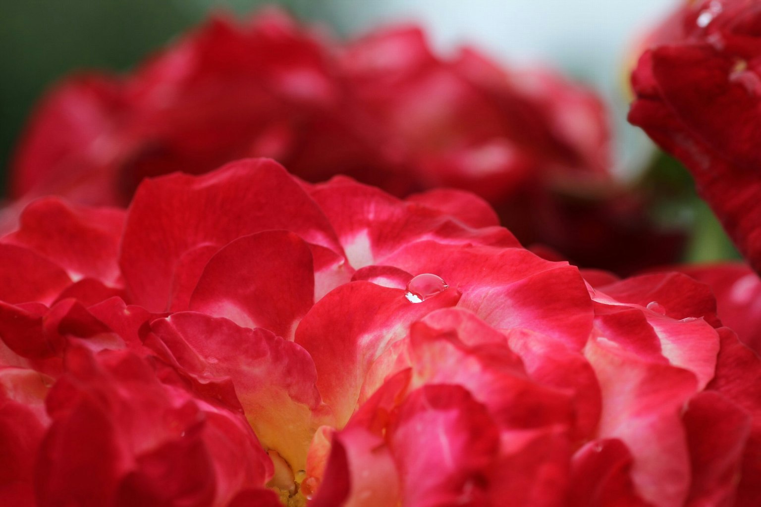 Petali di rosa rossi vivaci adornati con gocce d'acqua