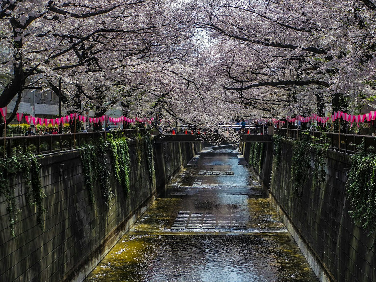 Vista escénica de cerezos en flor a lo largo de un río faroles rosas colgando