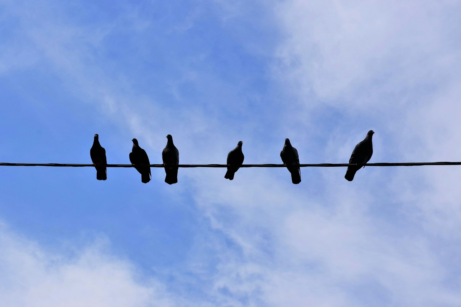 Silhouettes d'oiseaux noirs perchés sur un fil sous un ciel bleu