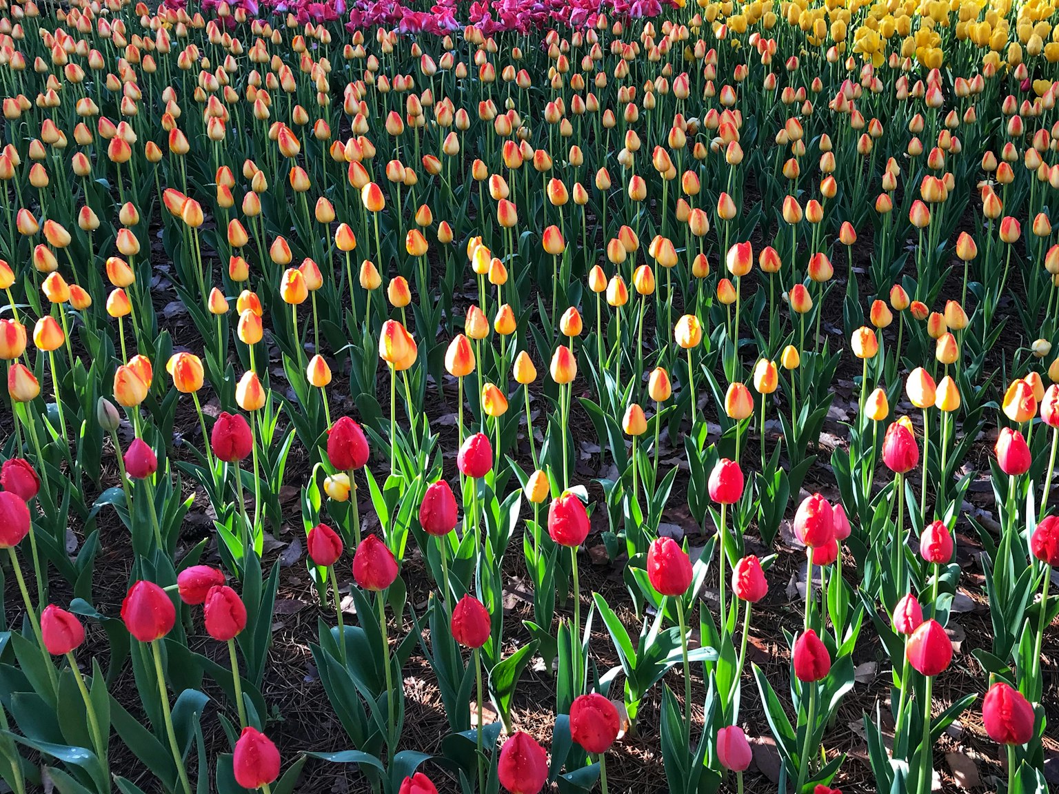 Lebendiges Tulpenfeld mit roten und gelben Blumen