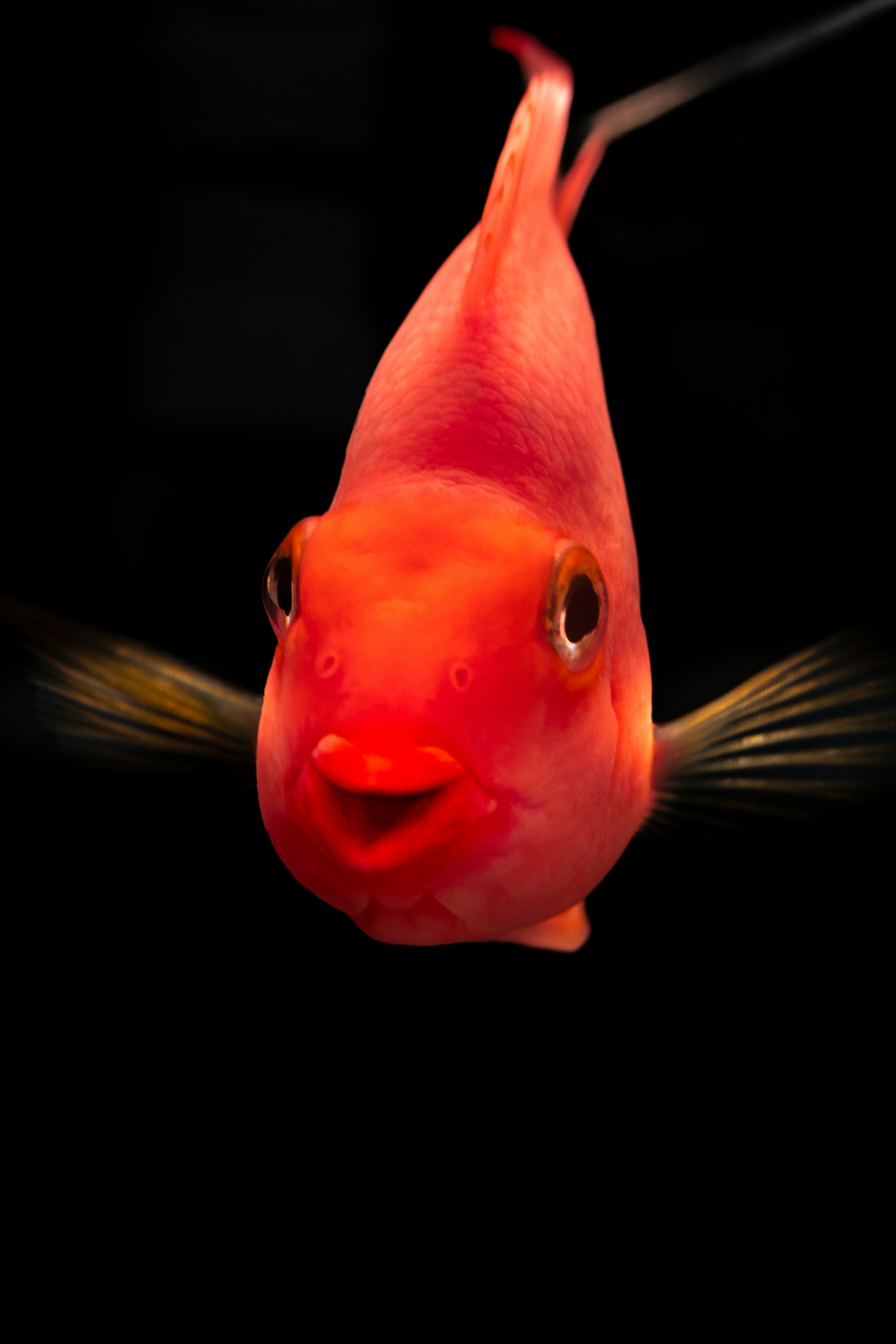 photo-is268qQgKE8ZCl8dNJmR-image