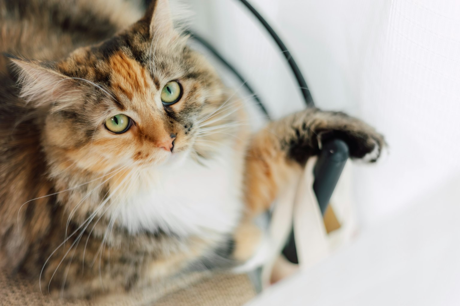 A calico cat looking up while resting on a chair