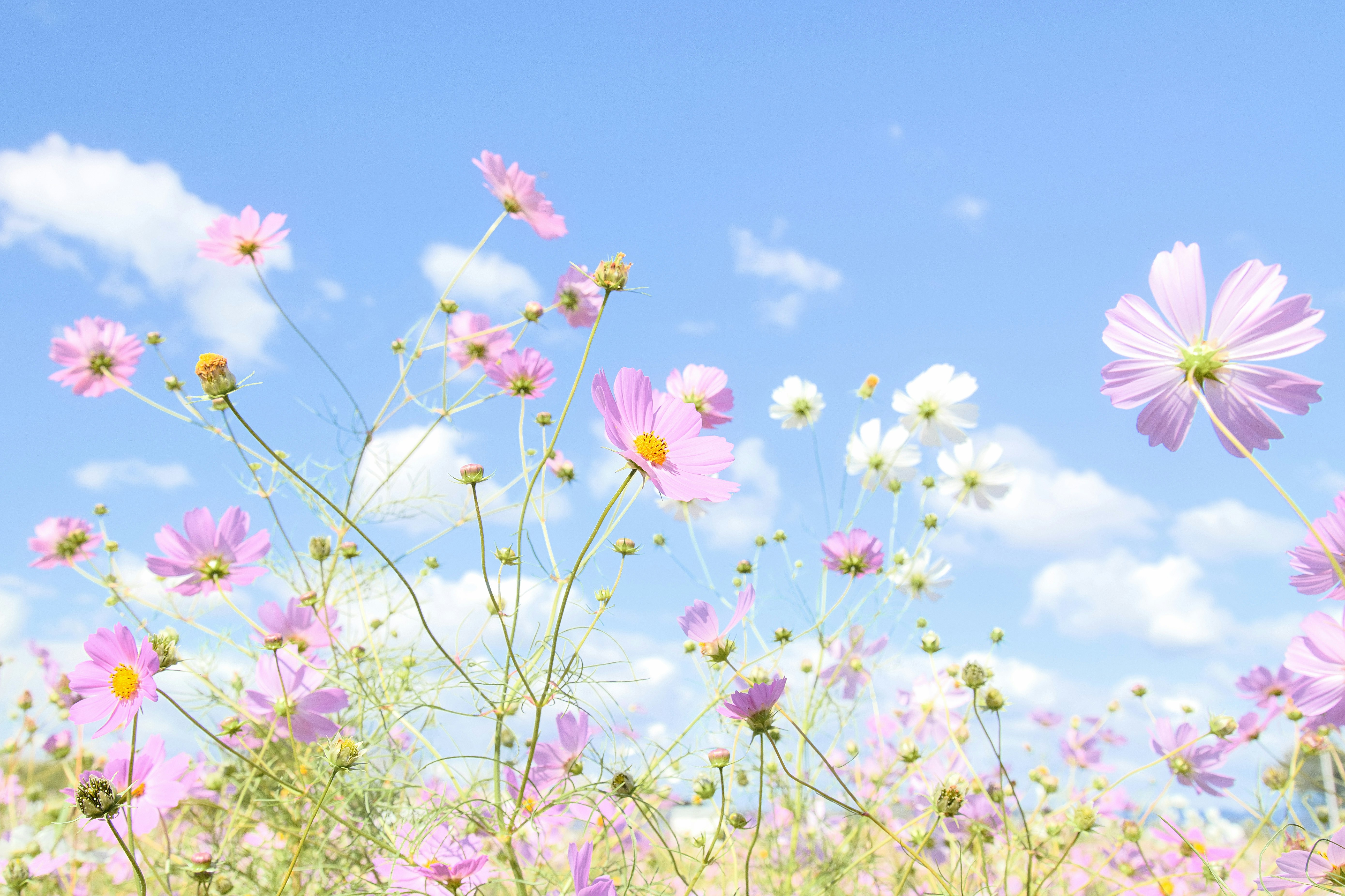 青空の下で咲く秋桜（コスモス）畑の花