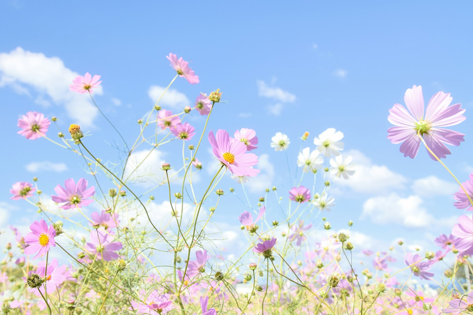Colorful cosmos flowers blooming against a blue sky