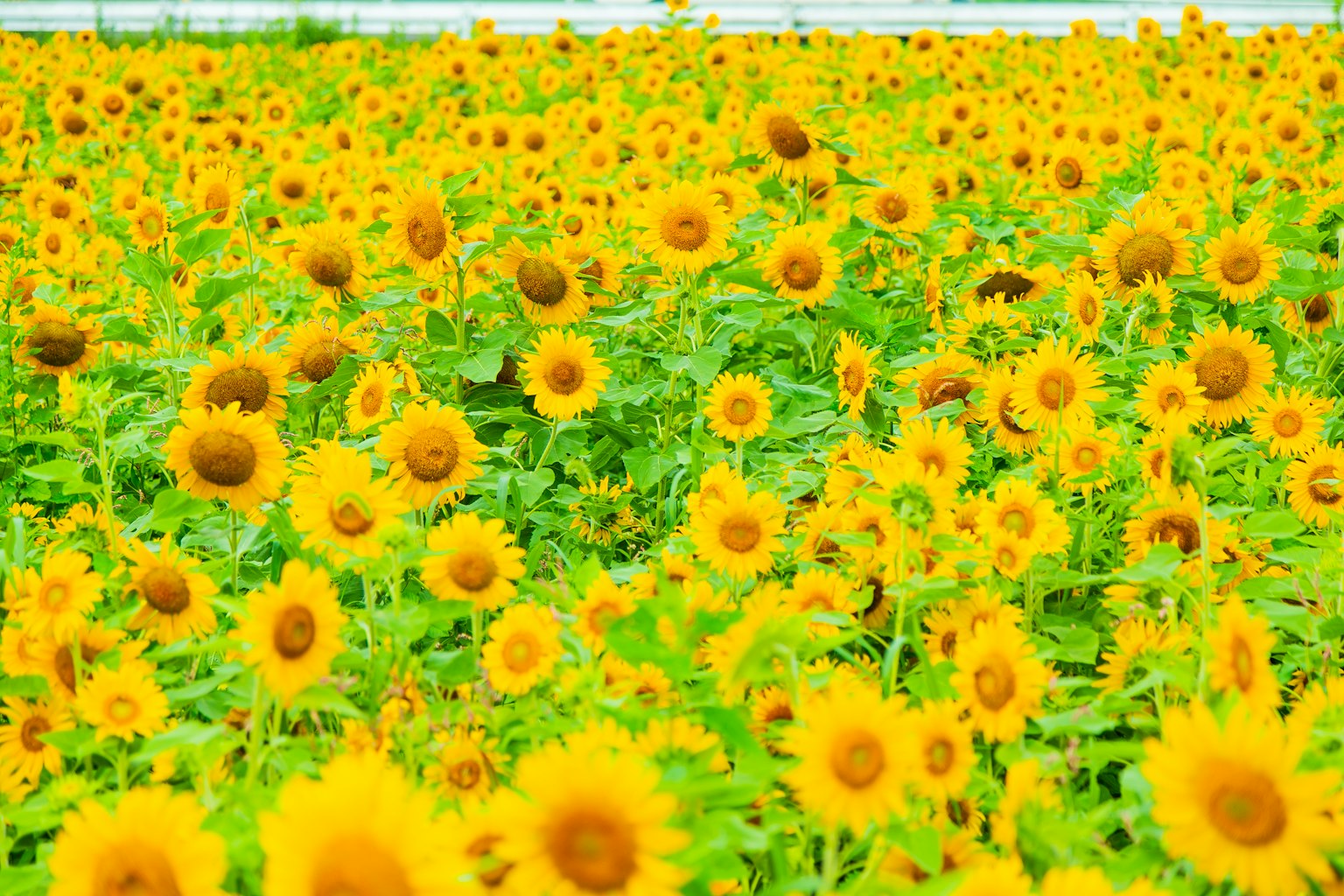 Campo di girasoli vivaci con fiori gialli brillanti e foglie verdi
