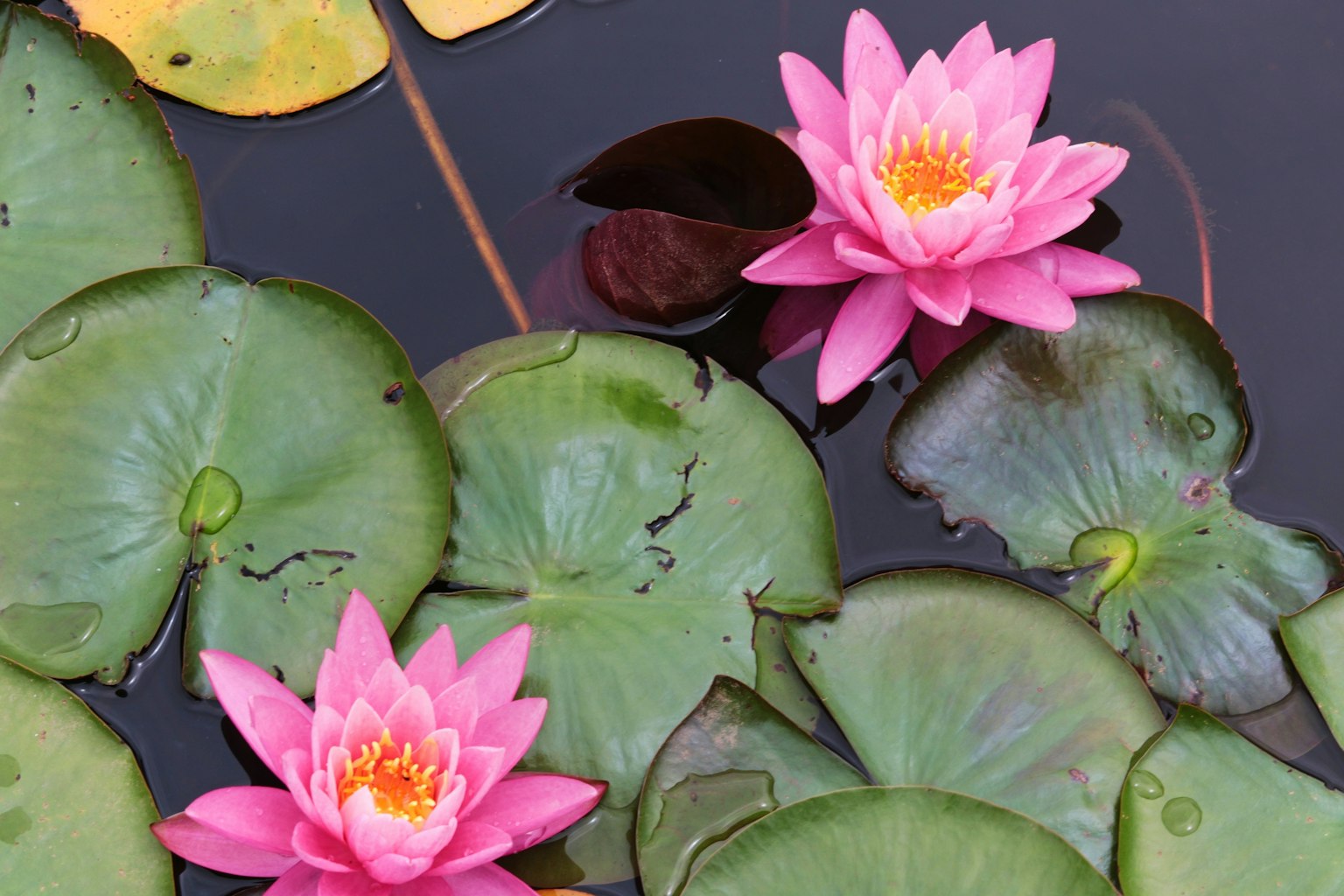 Teratai merah muda mengapung di kolam gelap dengan daun hijau