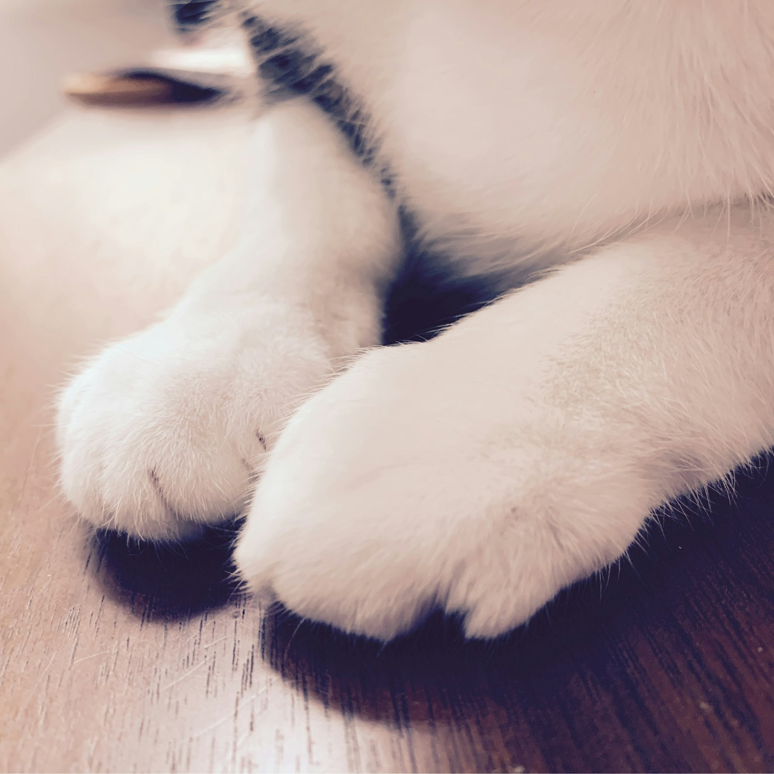 Zampe di un gatto bianco appoggiate su un tavolo di legno