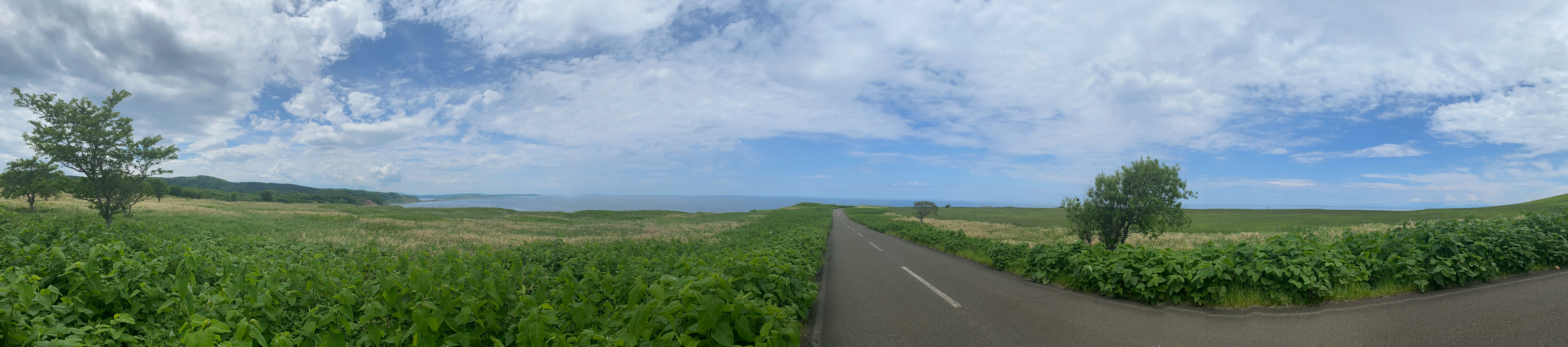 緑の畑と並木の続く田舎道の風景