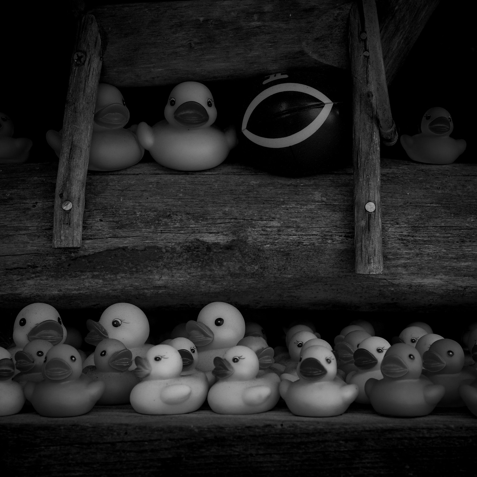 A collection of rubber ducks in black and white with one black duck among them