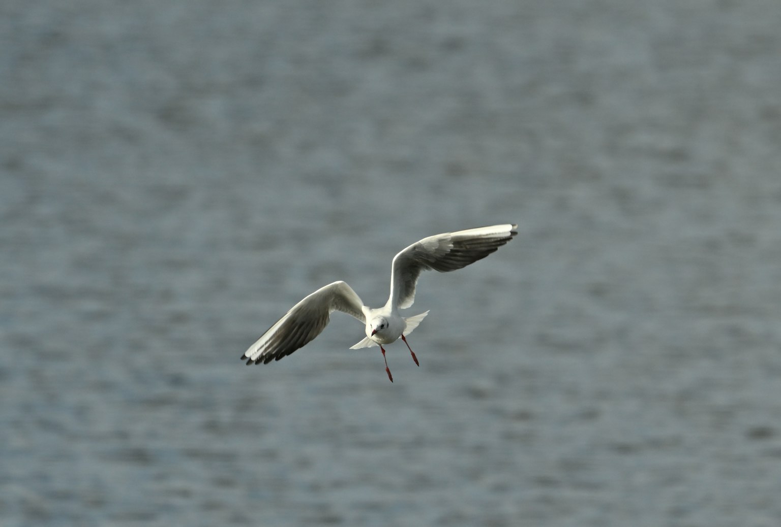 Una gaviota blanca volando sobre la superficie del agua