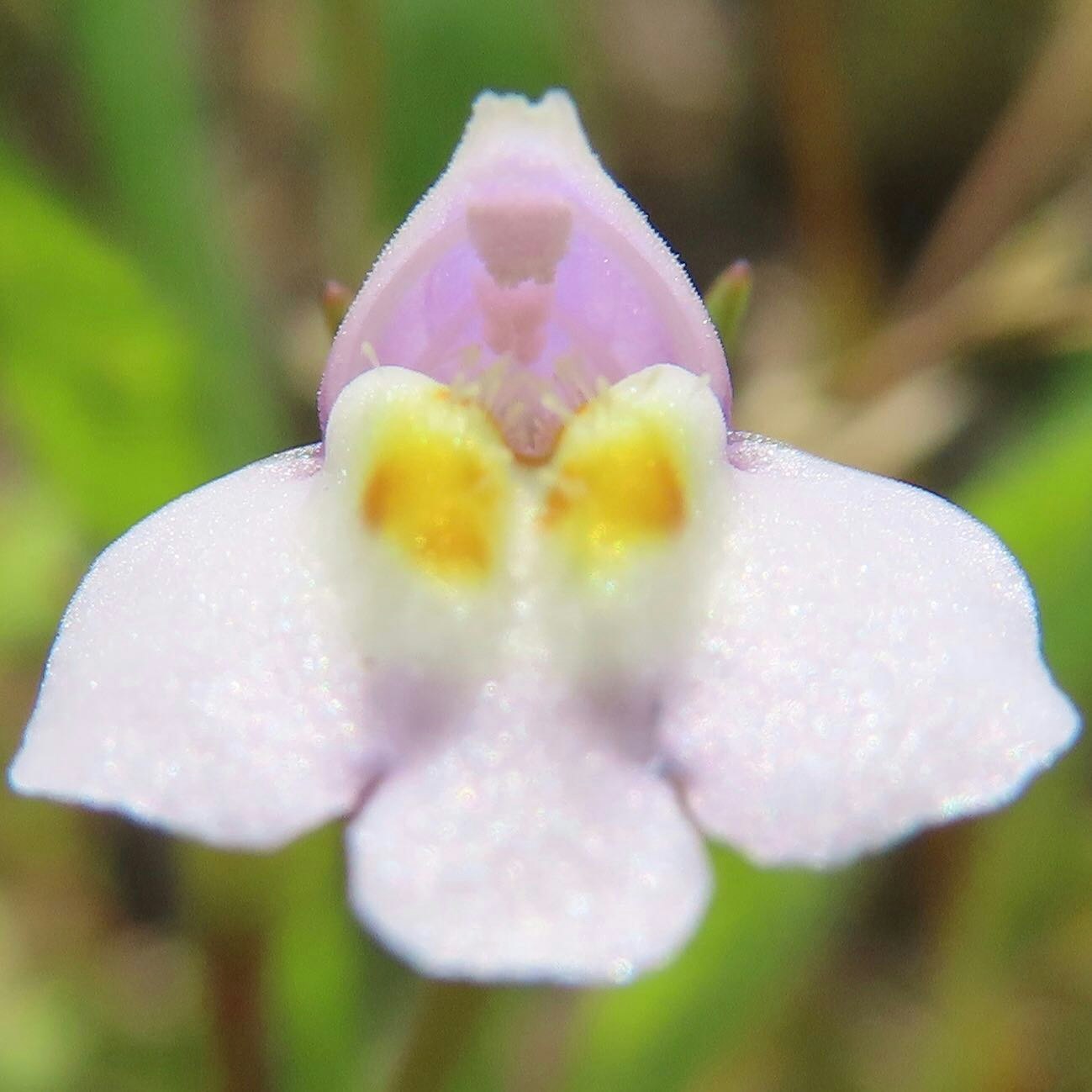 Cận cảnh của một bông hoa nhỏ với cánh hoa màu hồng