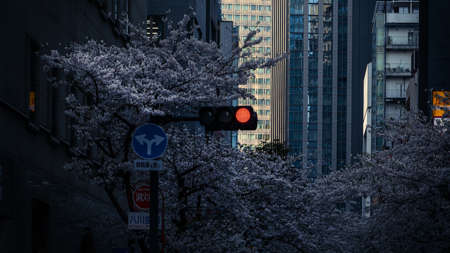 Scenario urbano con ciliegi in fiore e un semaforo rosso