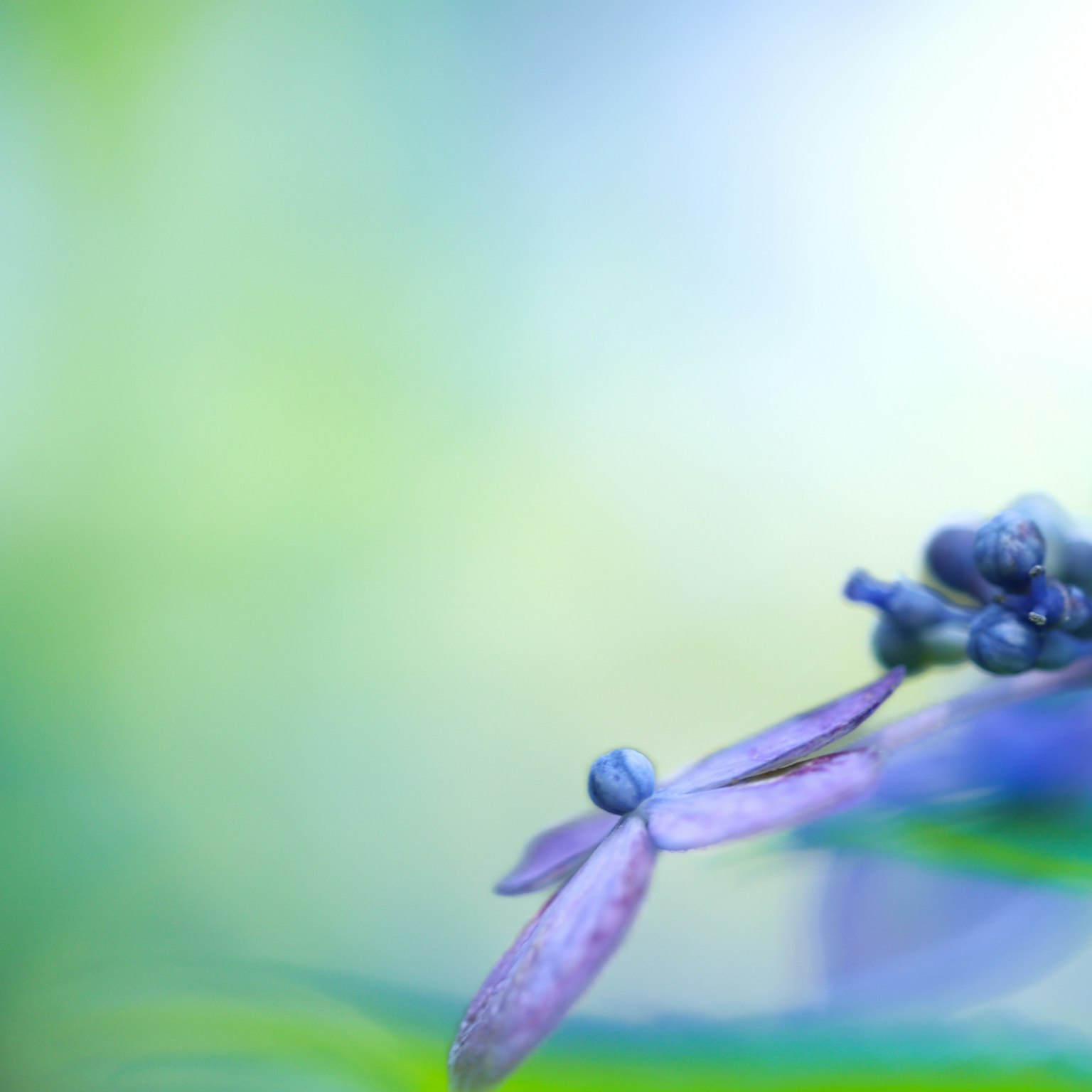 青い背景に紫色の花とつぼみのクローズアップ