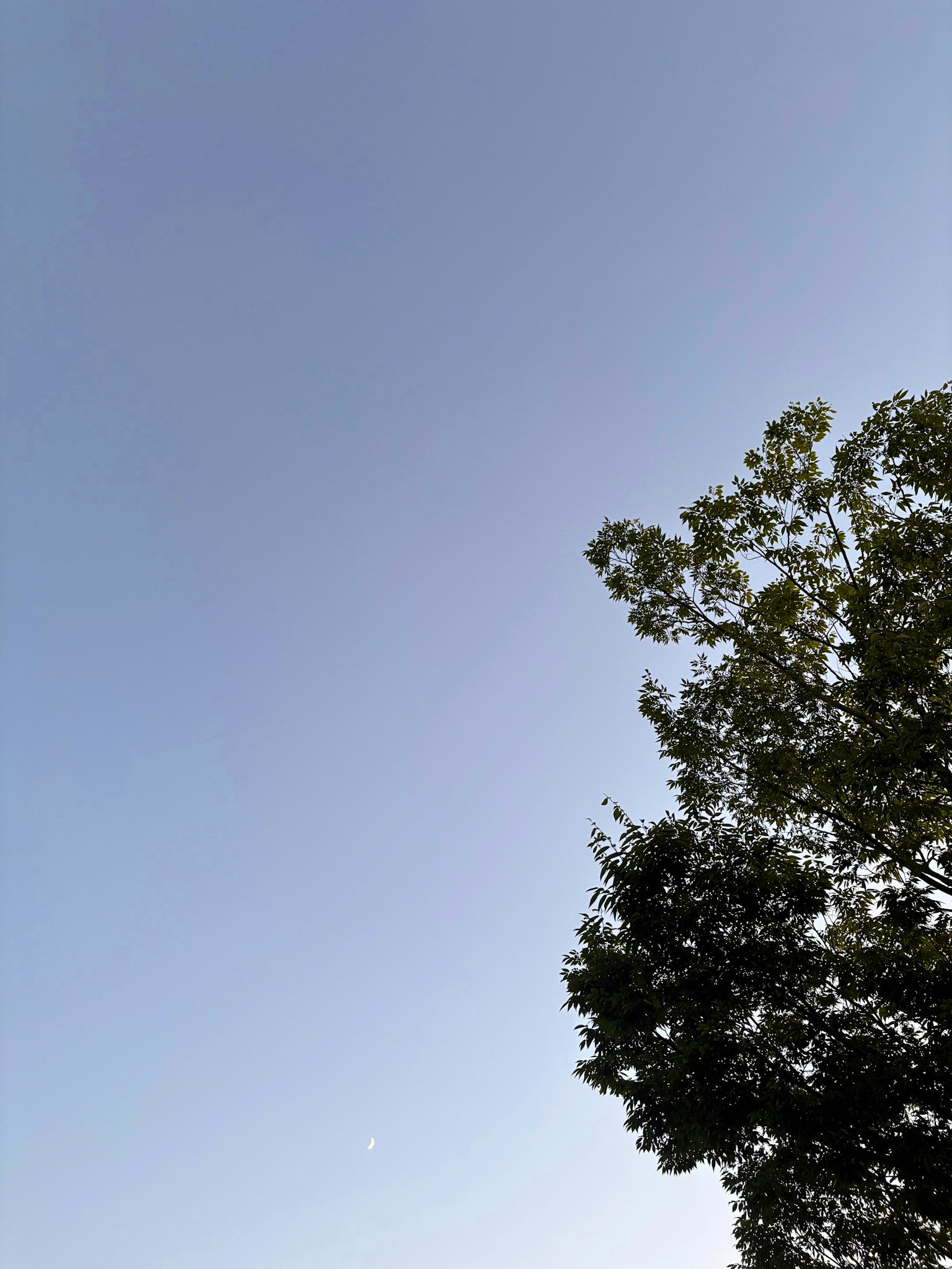 Silhouette di alberi contro un cielo blu chiaro
