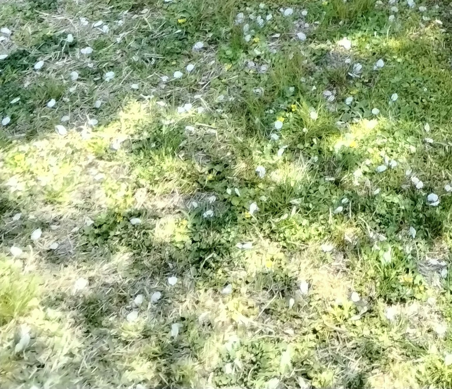 Un paesaggio con petali di fiori bianchi sparsi sull'erba verde