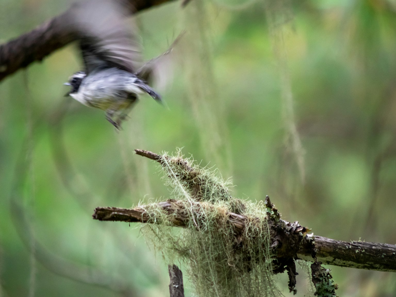 Un pájaro en movimiento cerca de una rama cubierta de musgo con un fondo verde exuberante