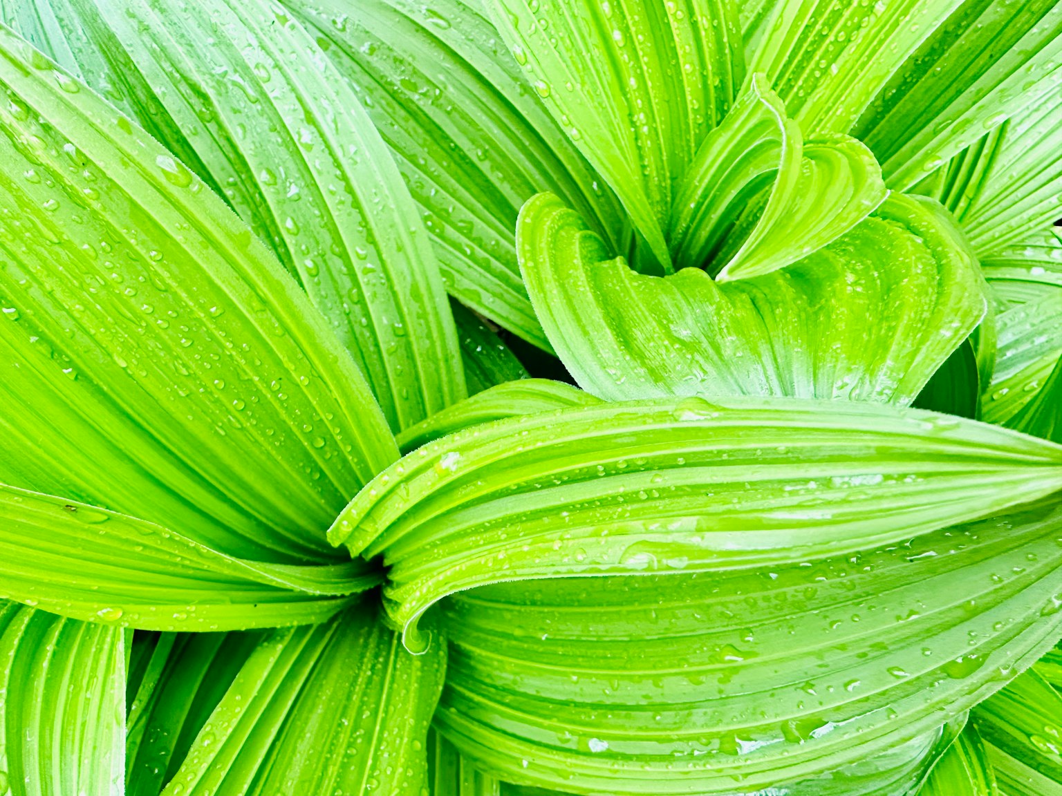 Daun hijau bertumpuk dengan tetesan air