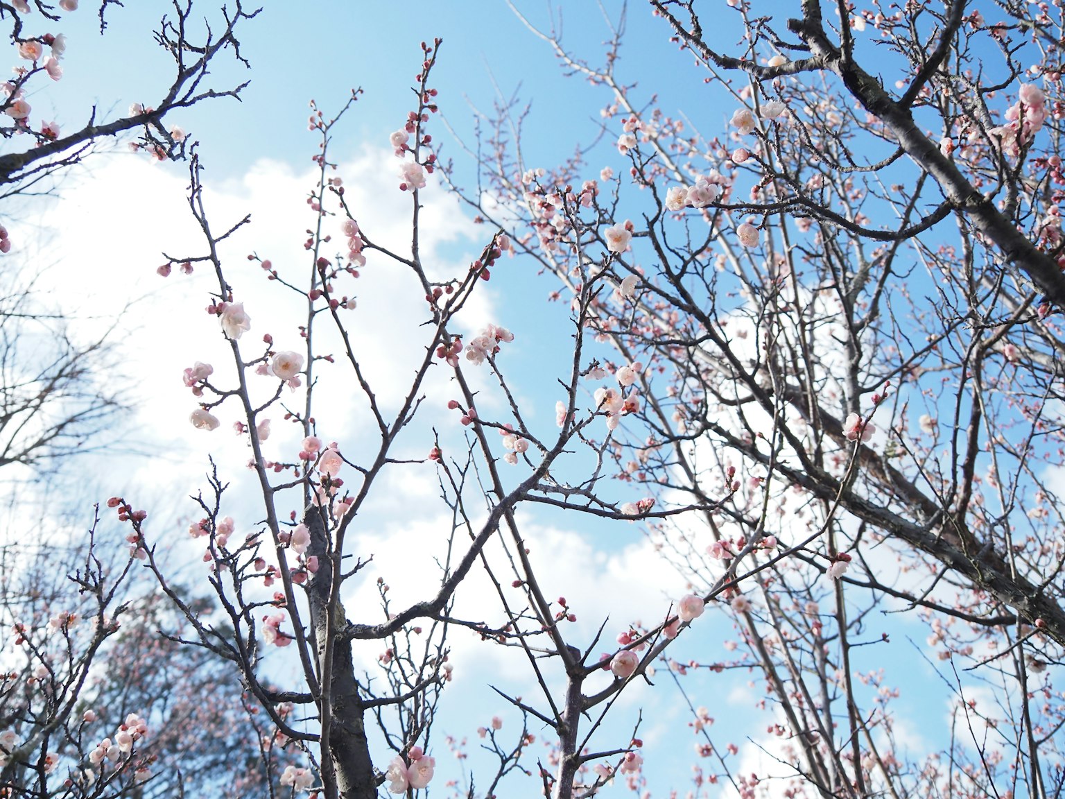 Dahan bunga sakura di latar belakang langit biru