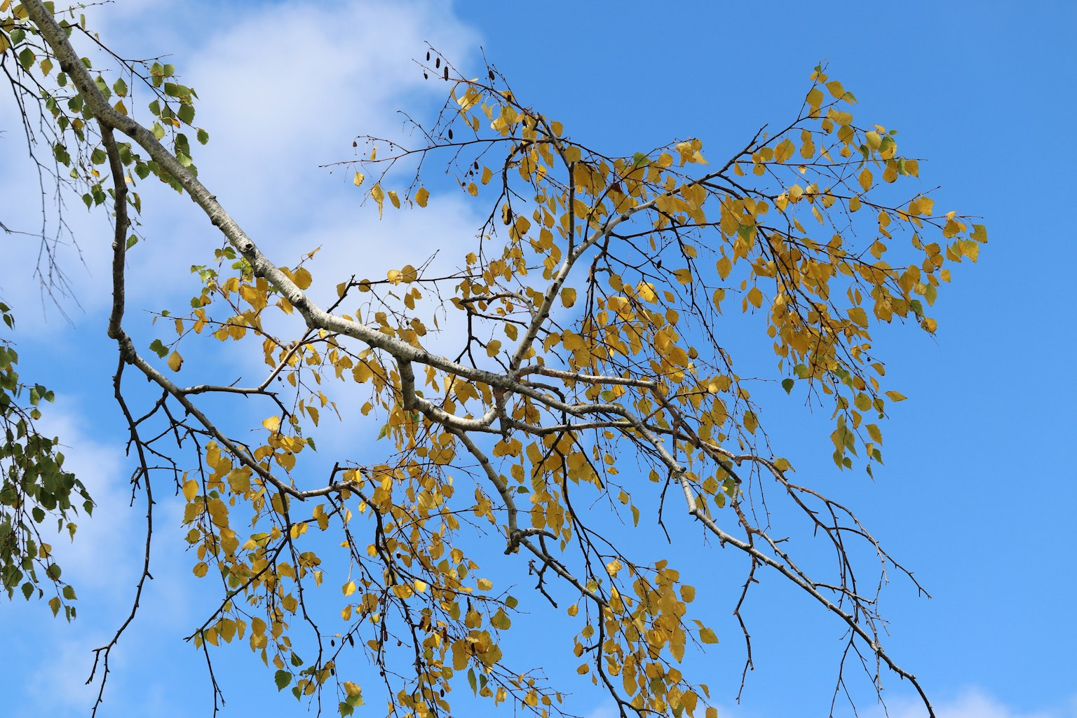 Zweig mit gelben Blättern vor blauem Himmel