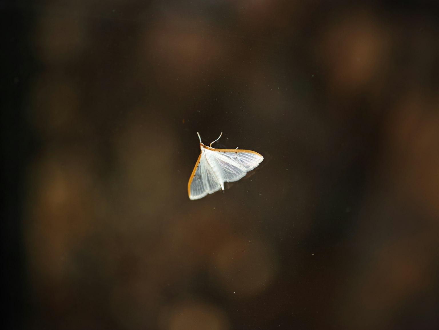 Una polilla blanca flotando en un fondo borroso