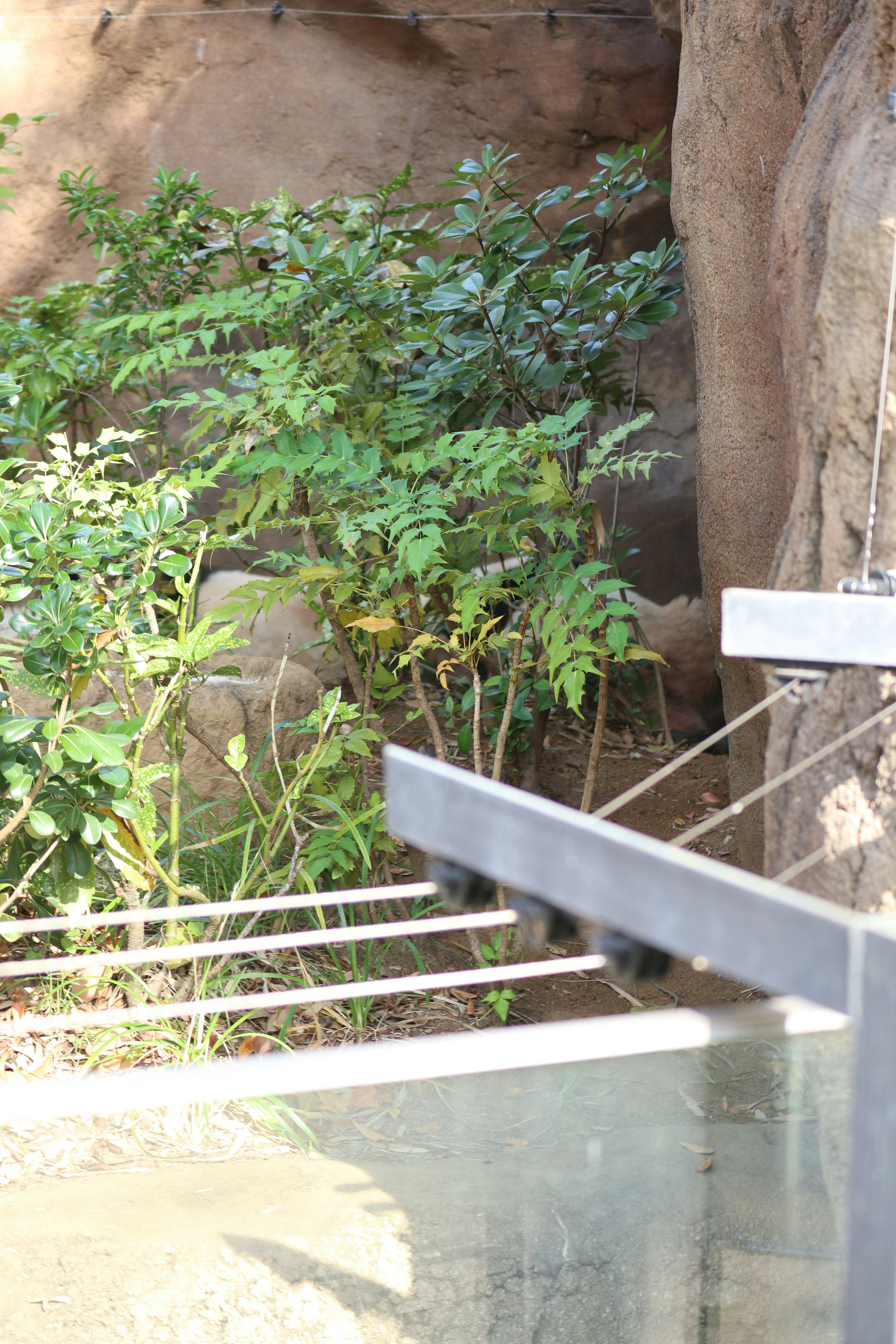 石壁のそばに植えられた緑の低木と花壇