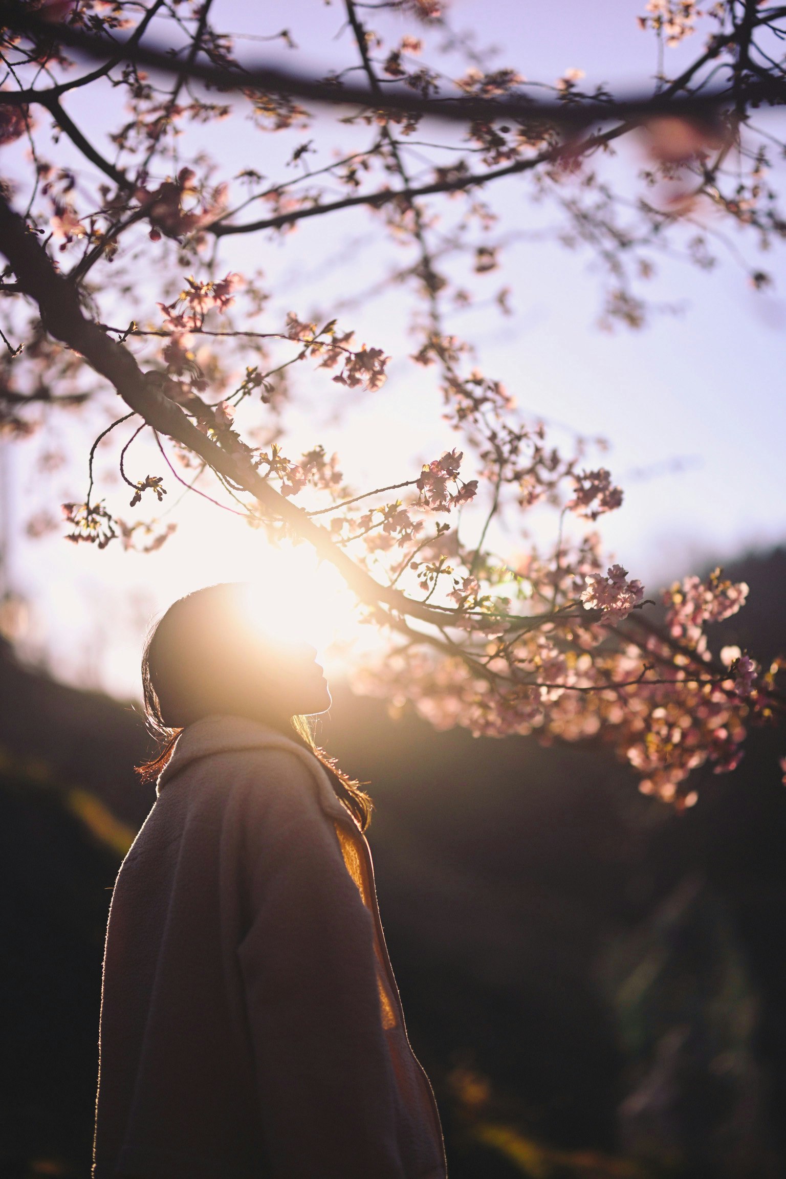 桜の花の下に立つ人物のシルエットと夕日が背景にある美しい風景