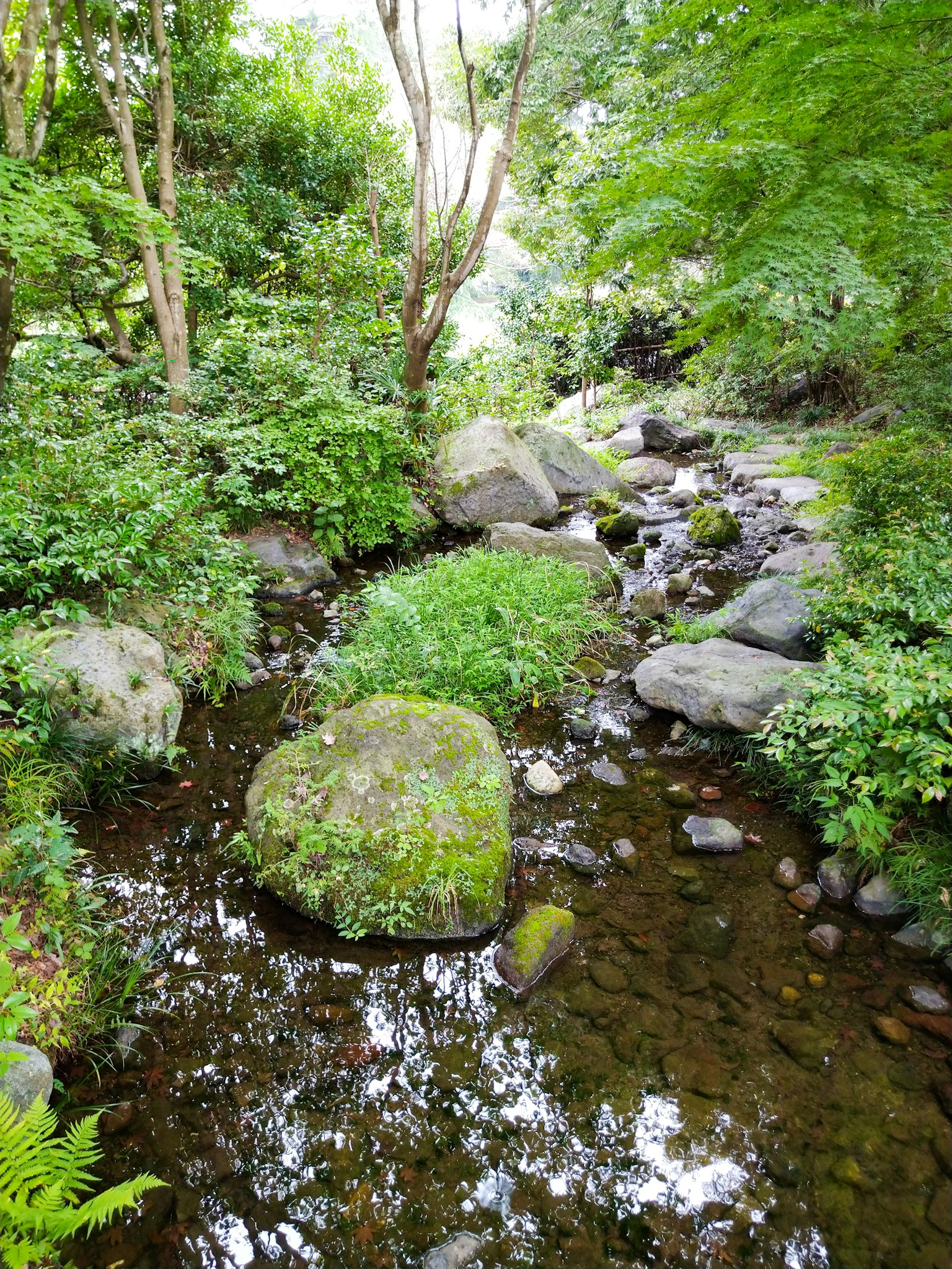 Un ruisseau serein traversant une verdure luxuriante avec de gros rochers