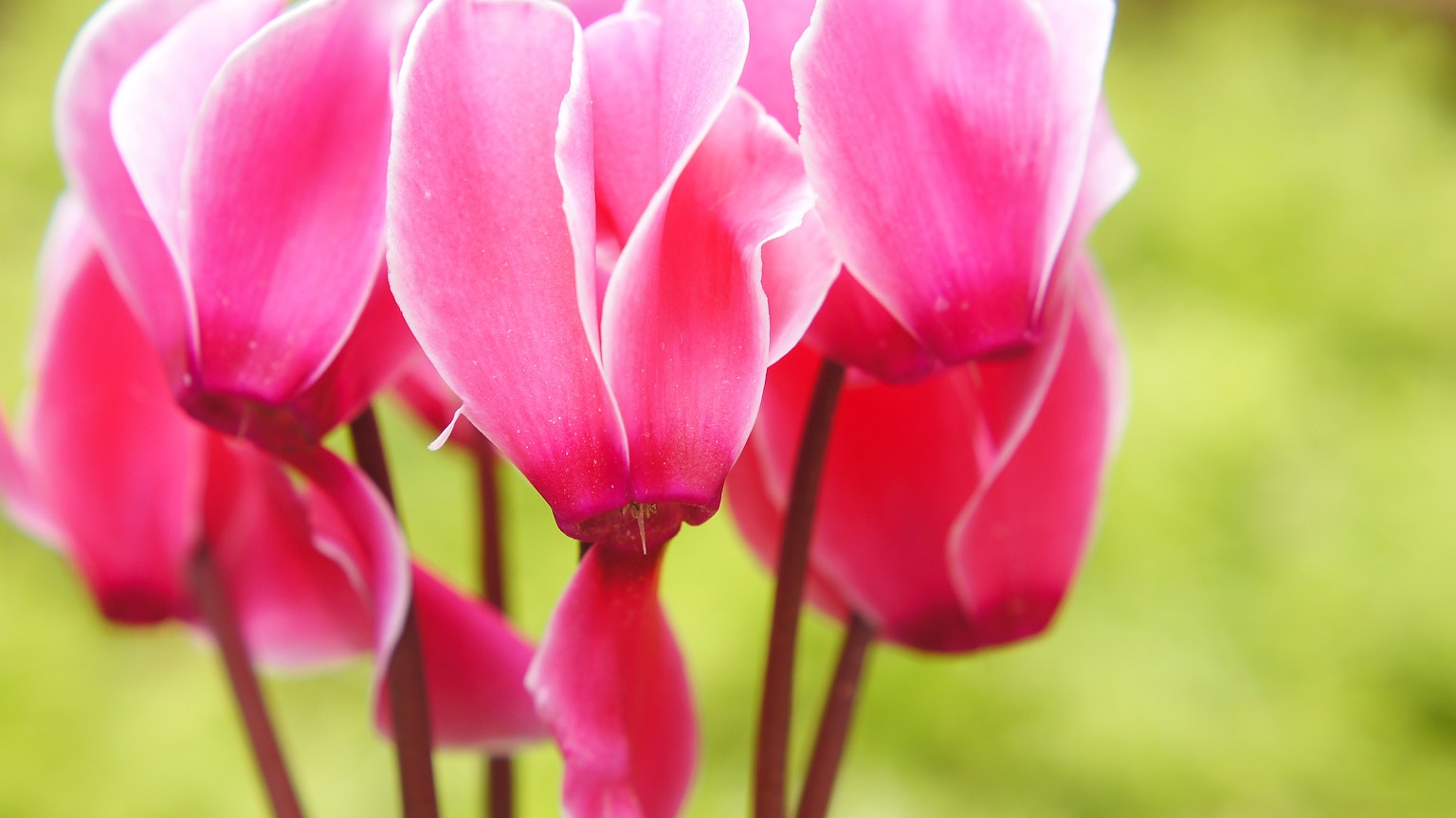 Vibrant pink cyclamen flowers clustered together