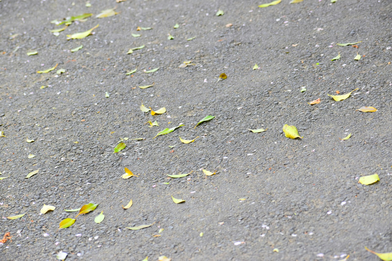 アスファルトの地面に散った花びらと落ち葉