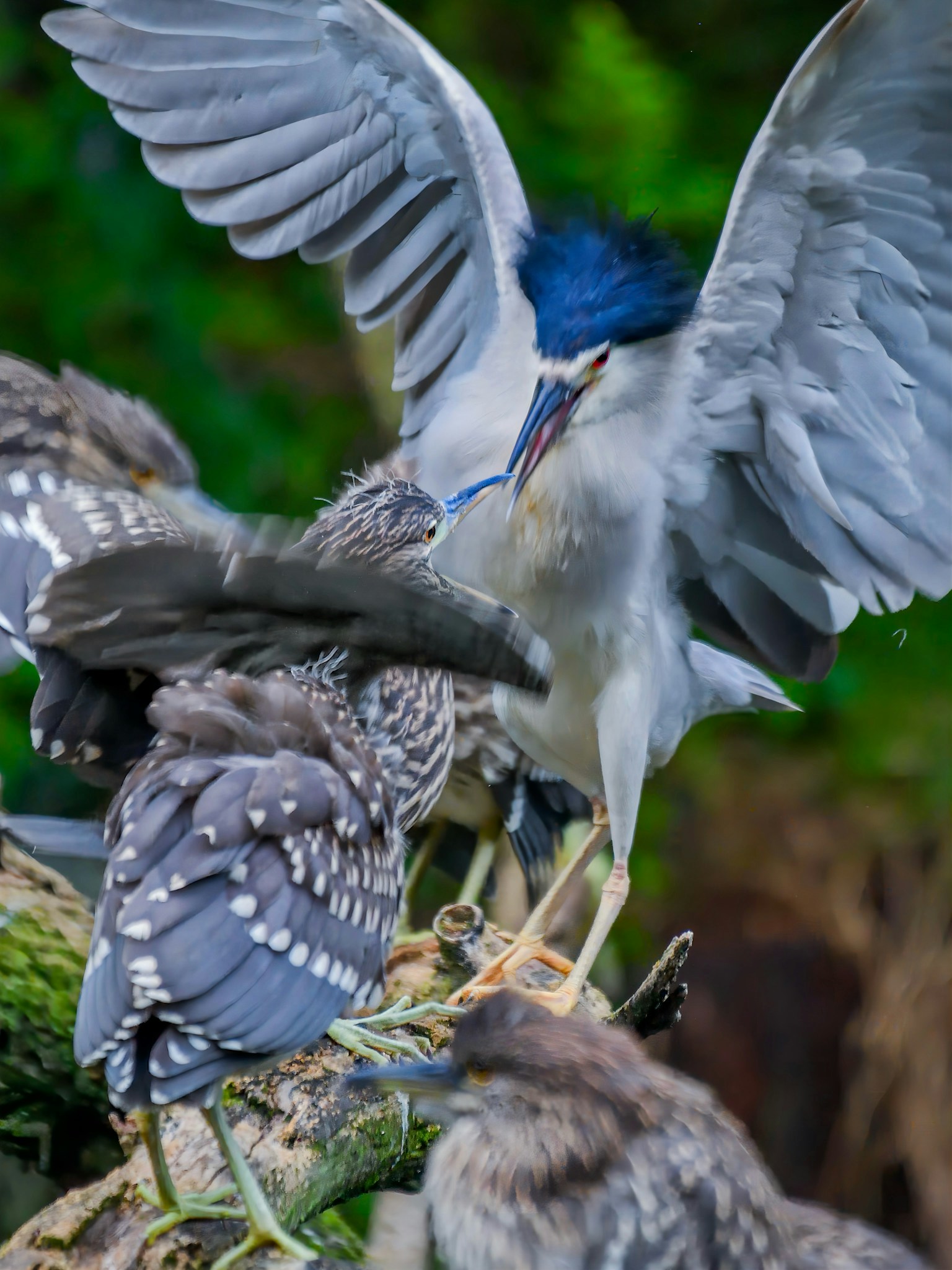 A bird with a blue head feeding chicks in a nest