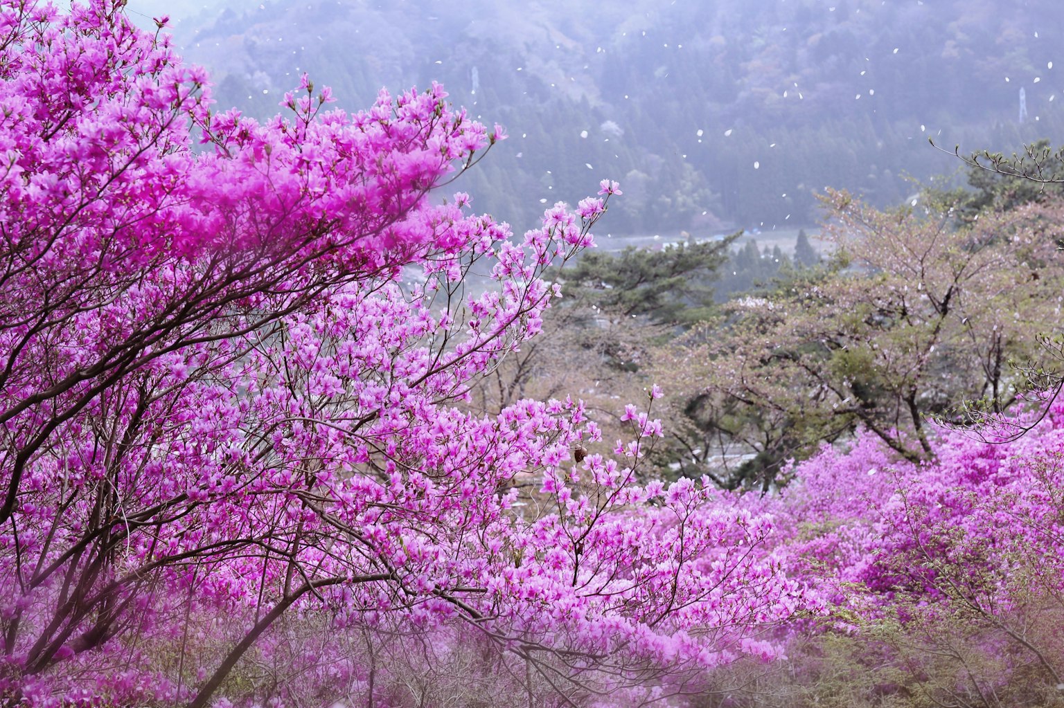 산을 배경으로 핑크색 꽃이 만개한 나무의 경치
