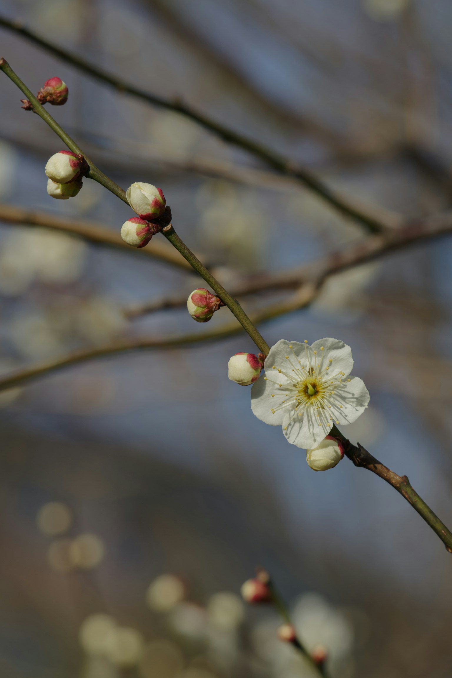 特寫一枝白色梅花和花苞