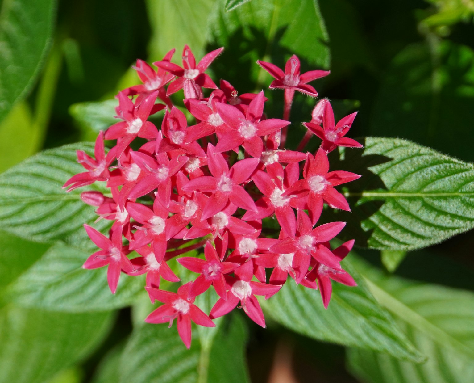 Cluster of vibrant pink star-shaped flowers with green leaves