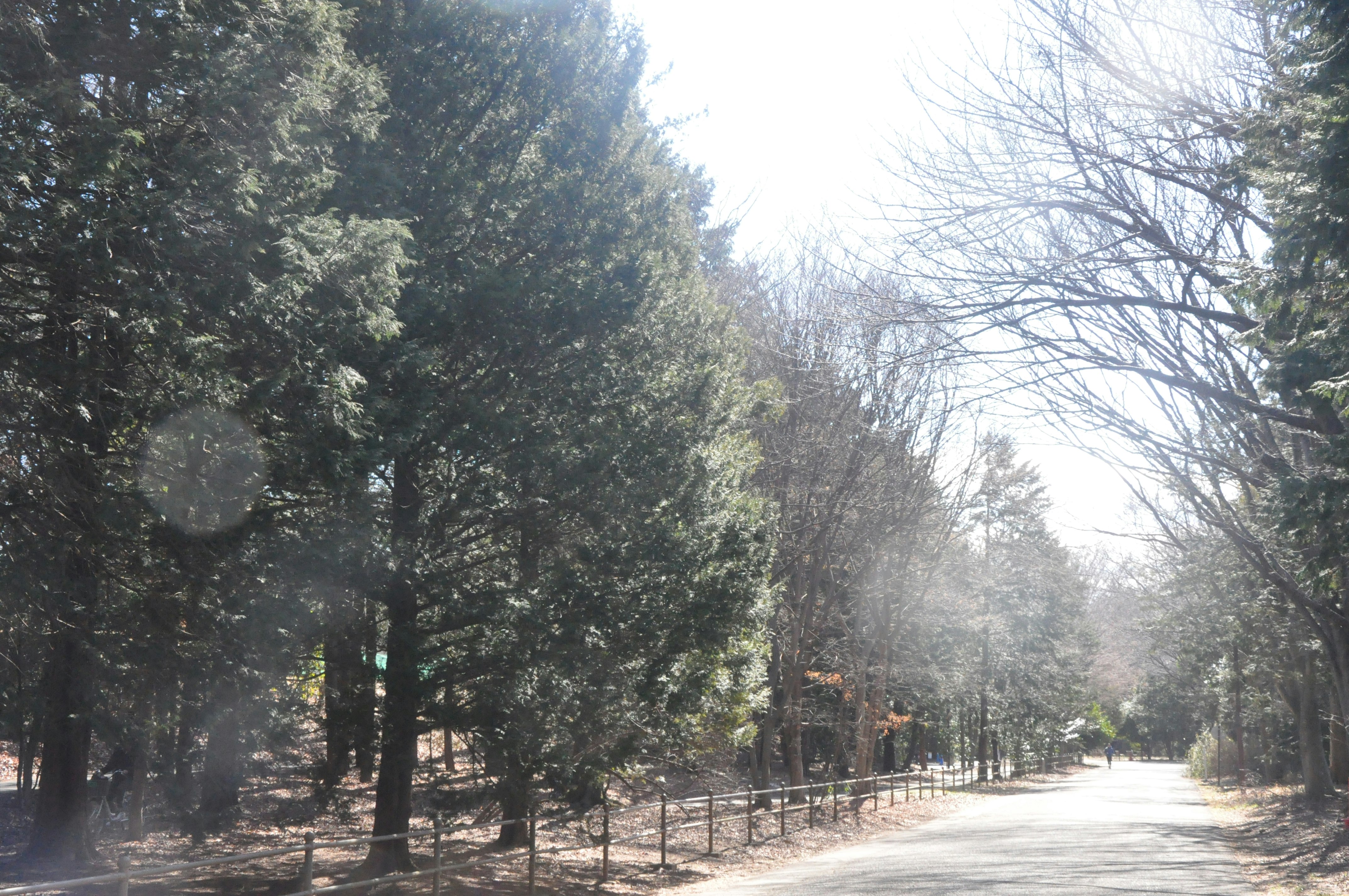 winterlicher Baumweg