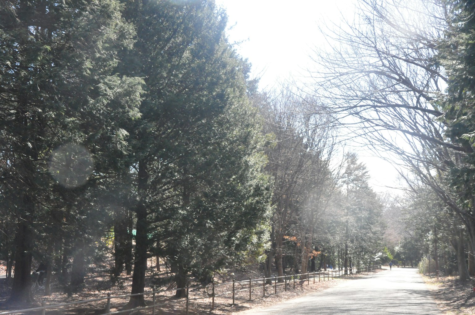 Vue panoramique d'arbres le long d'une route sous le soleil
