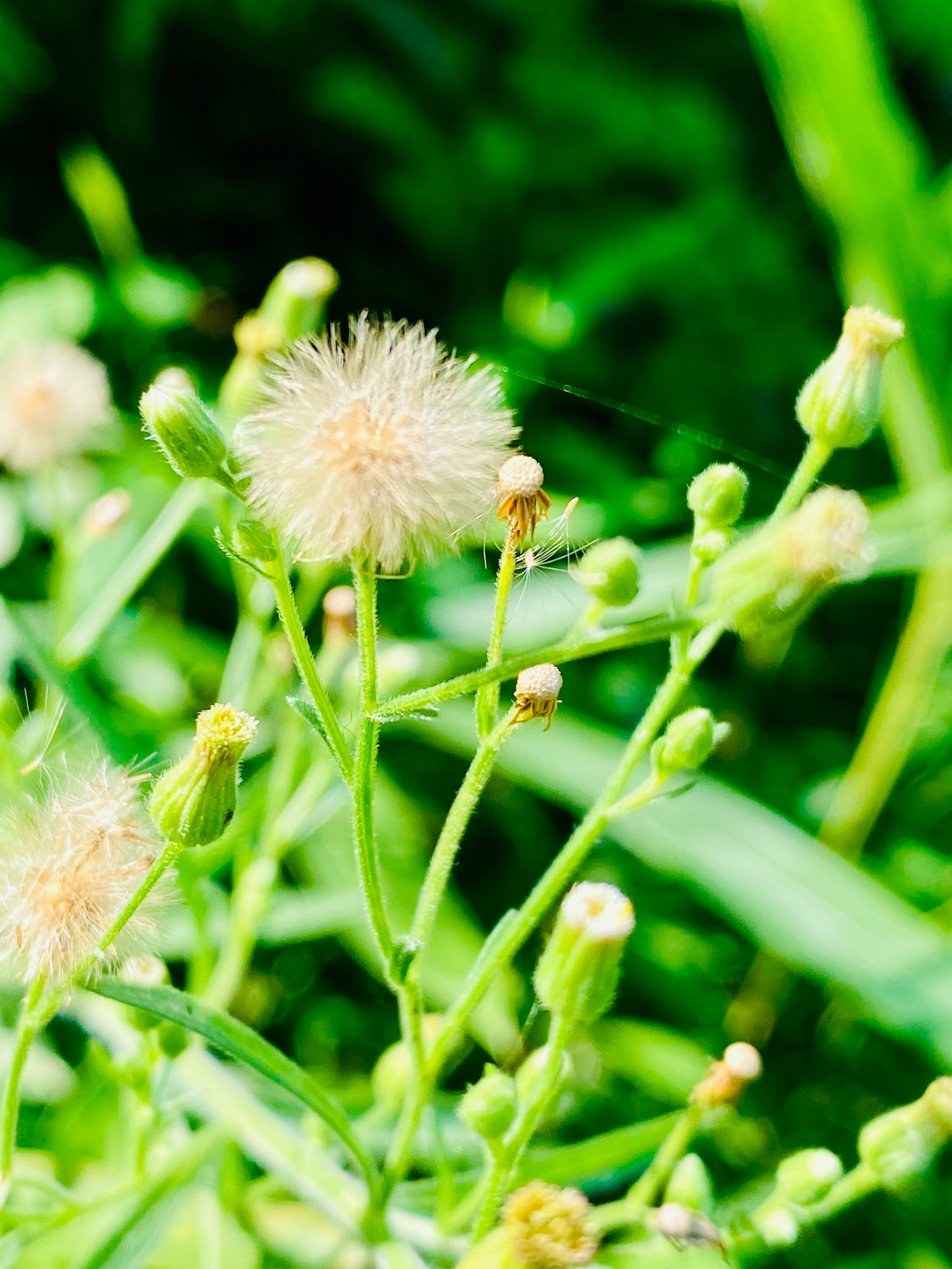 Plant with fluffy white flower against a green background