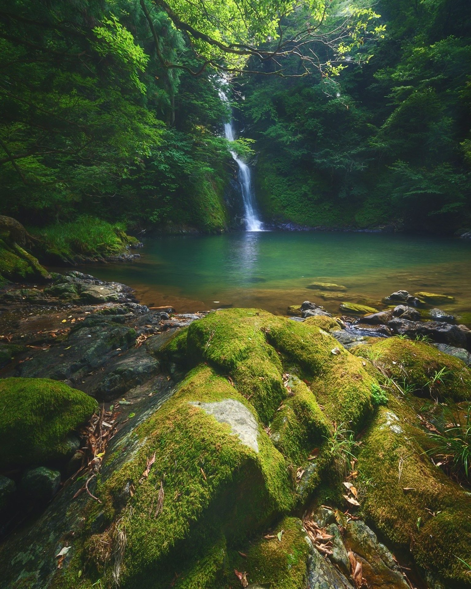 被郁郁葱葱的绿树环绕的瀑布和宁静水池的风景