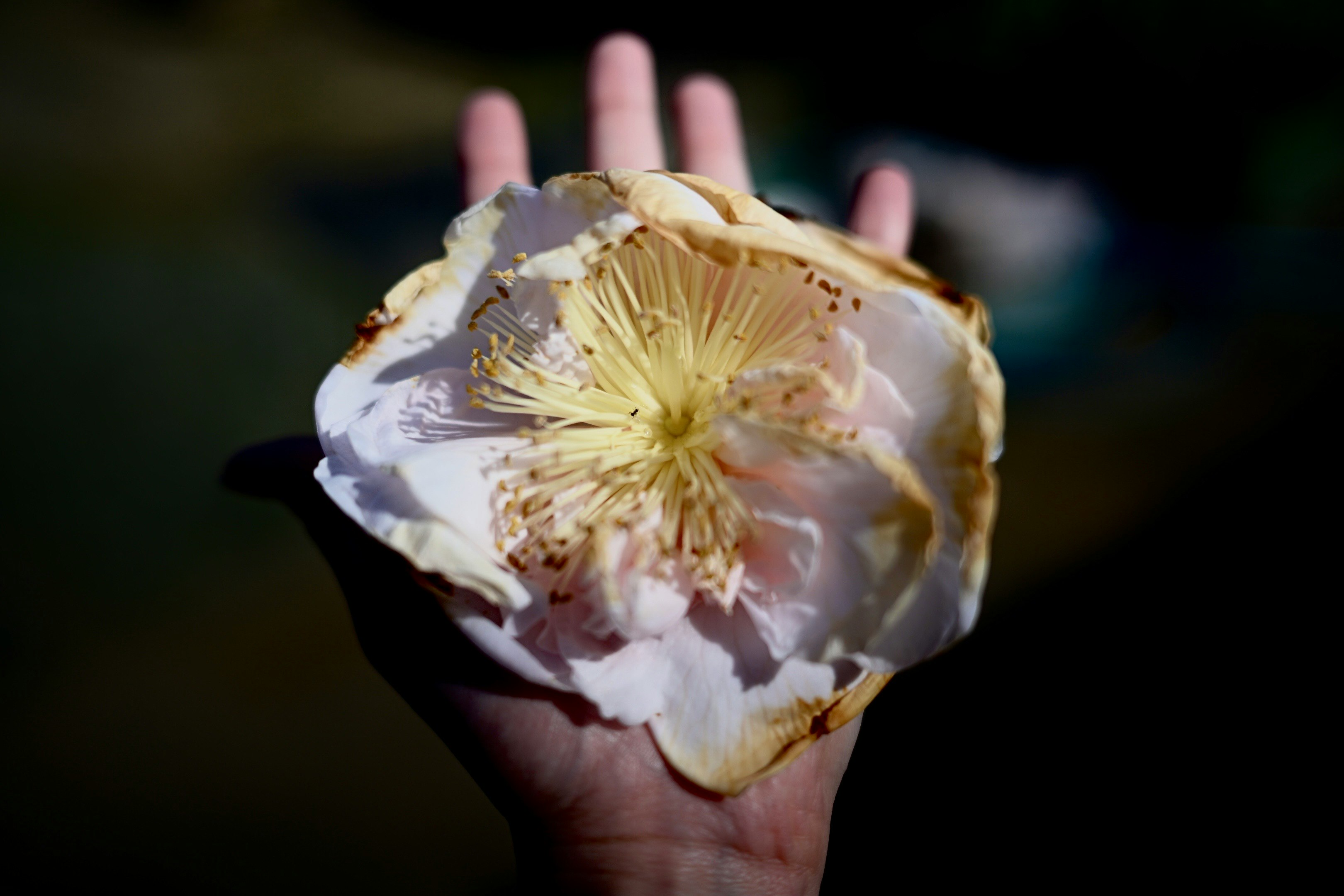 手のひらに包まれた花のような断面のマクロ画像