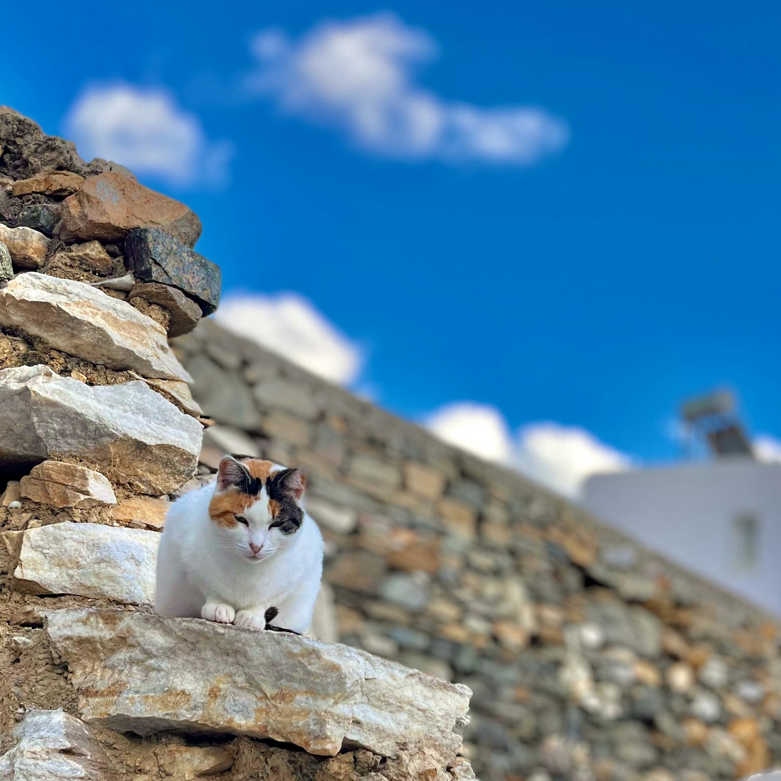 Gato calico sentado en un muro de piedra bajo un cielo azul
