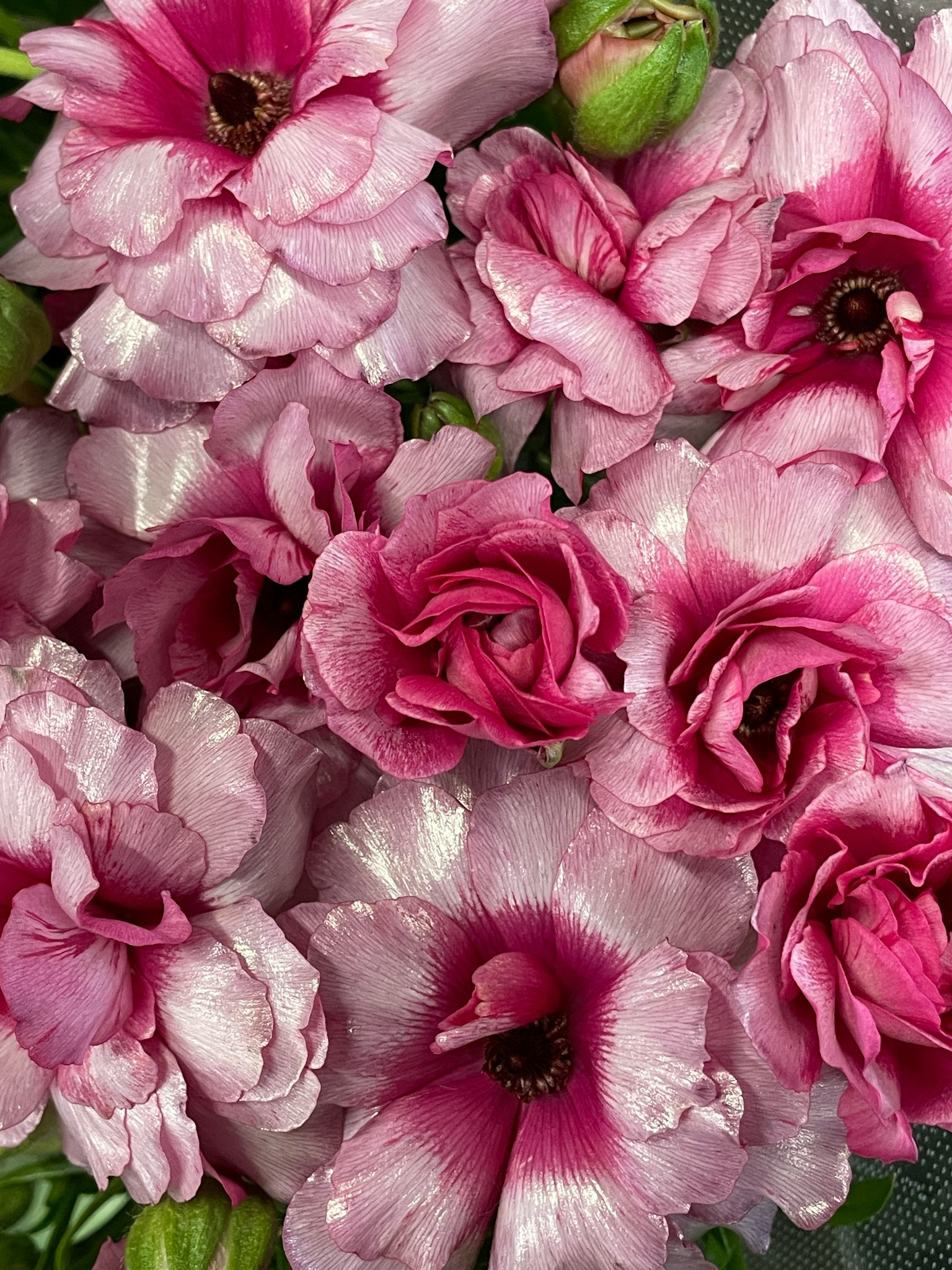 A beautiful bouquet of colorful pink flowers densely clustered