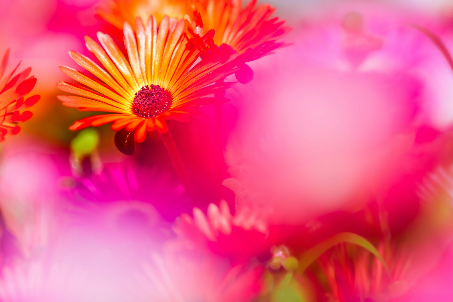 Lebendige Blumenszene mit bunten Blumen, darunter rosa und orange Blumen