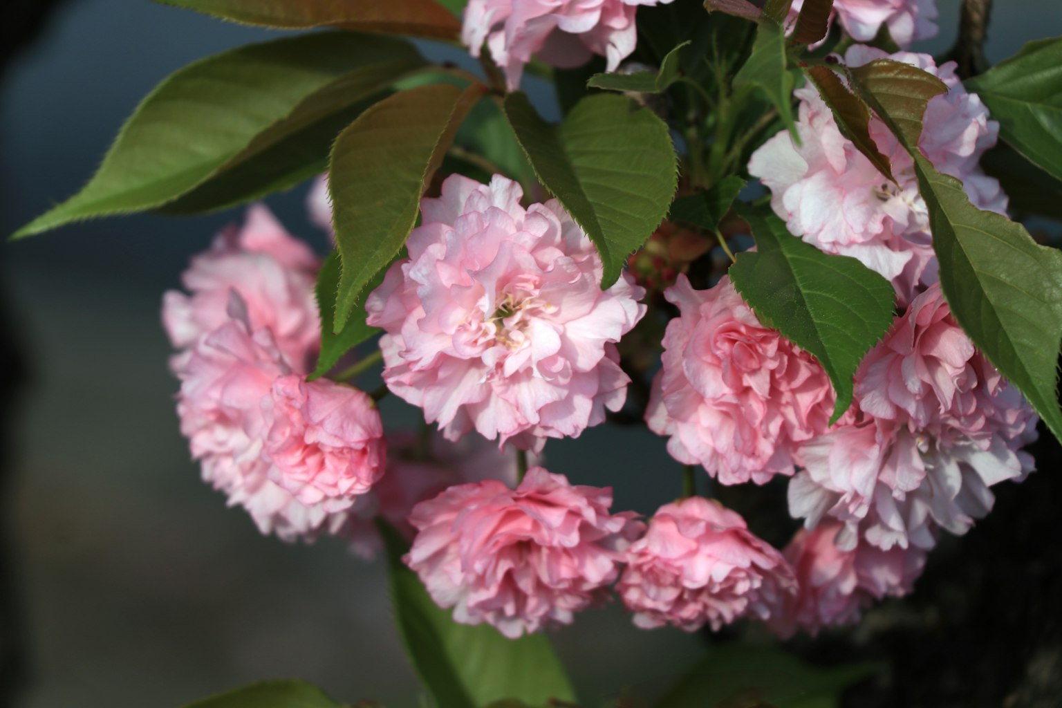 Primo piano di un ramo con fiori rosa in fiore
