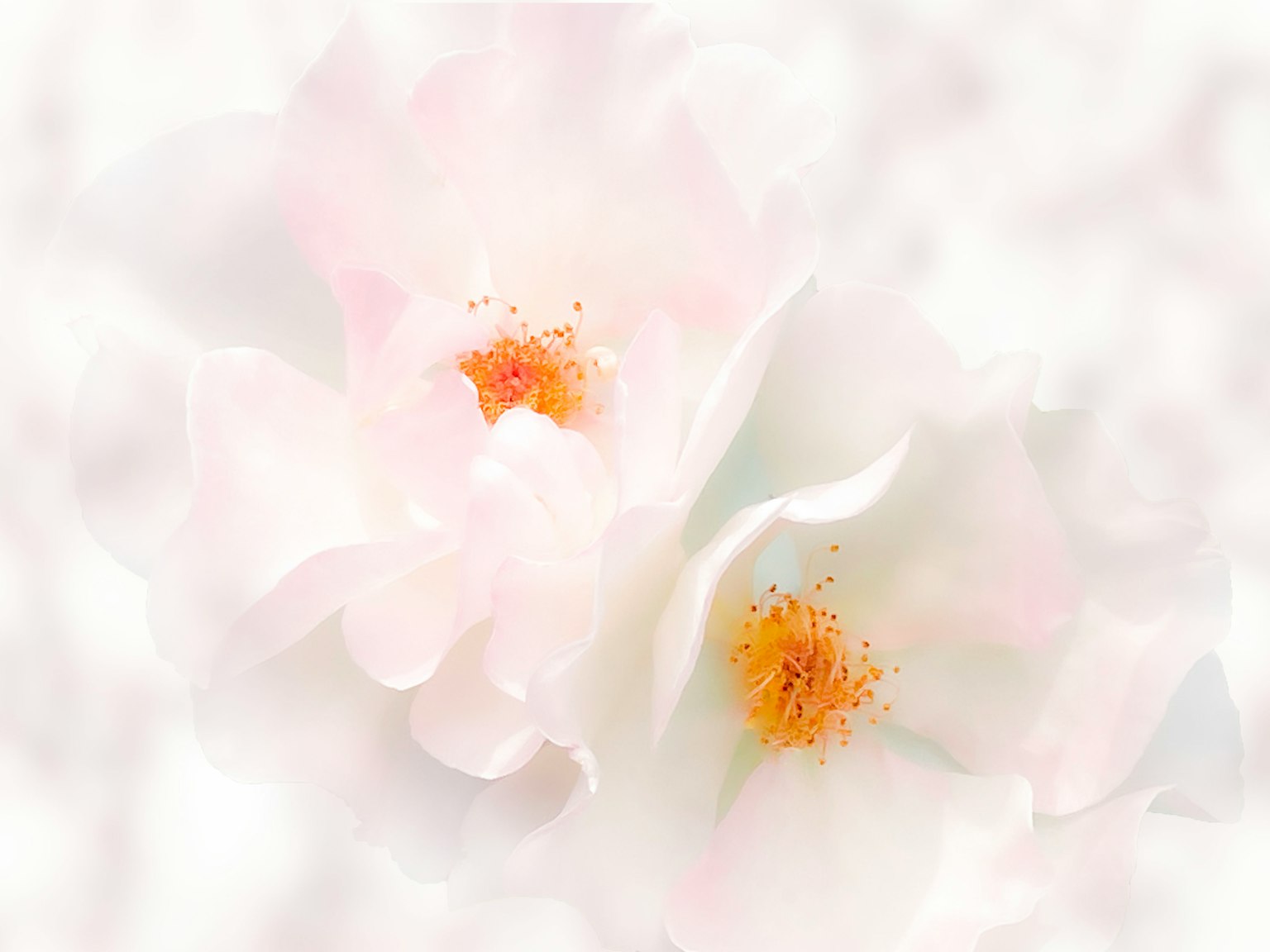 Delicate white flowers with soft petals and orange centers