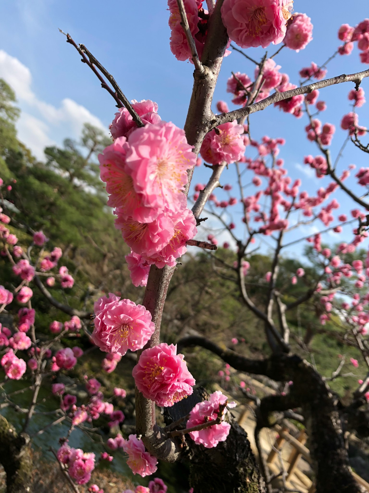 Primer plano de flores de ciruelo rosadas en una rama