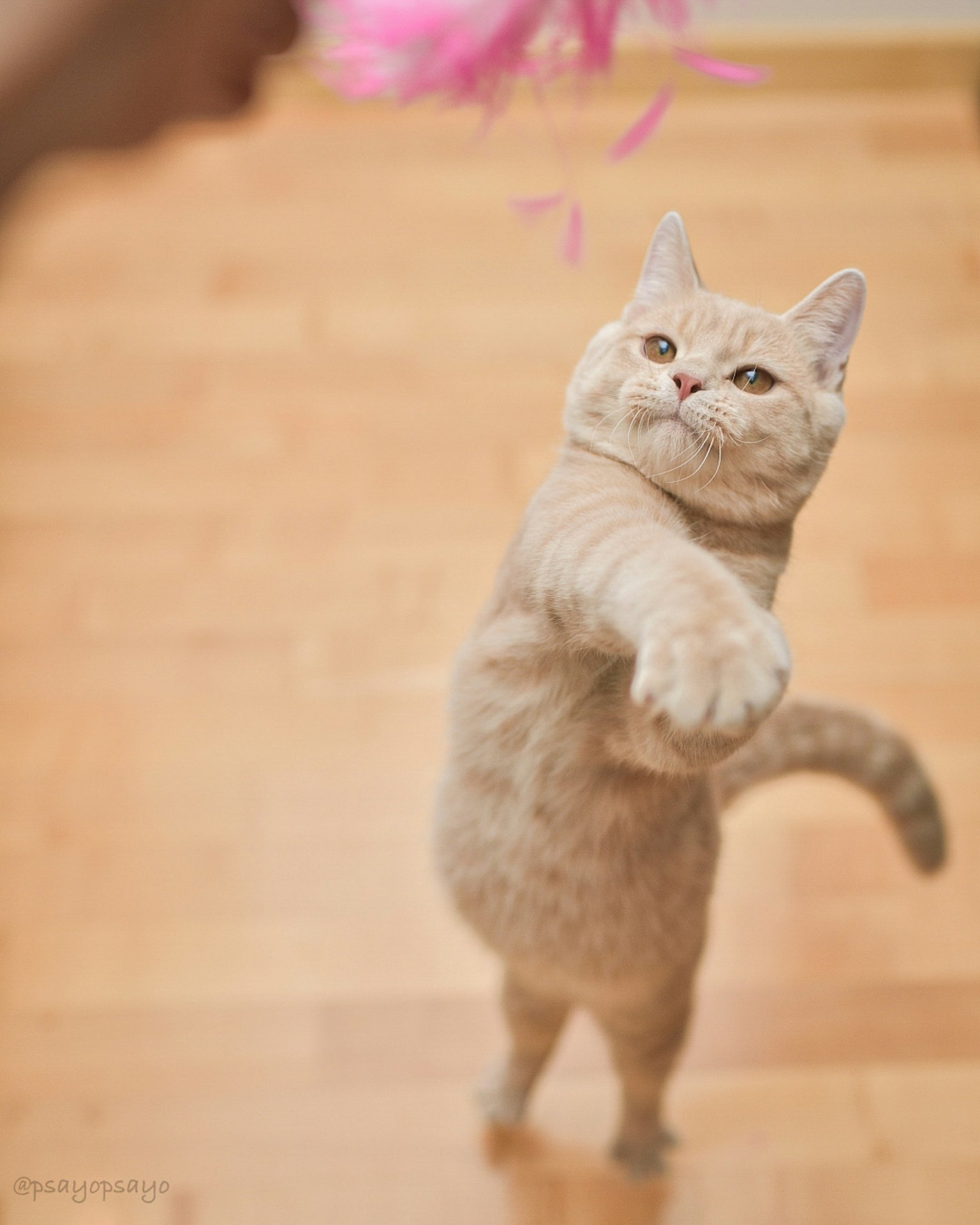 Kucing bermain yang meraih mainan berwarna pink
