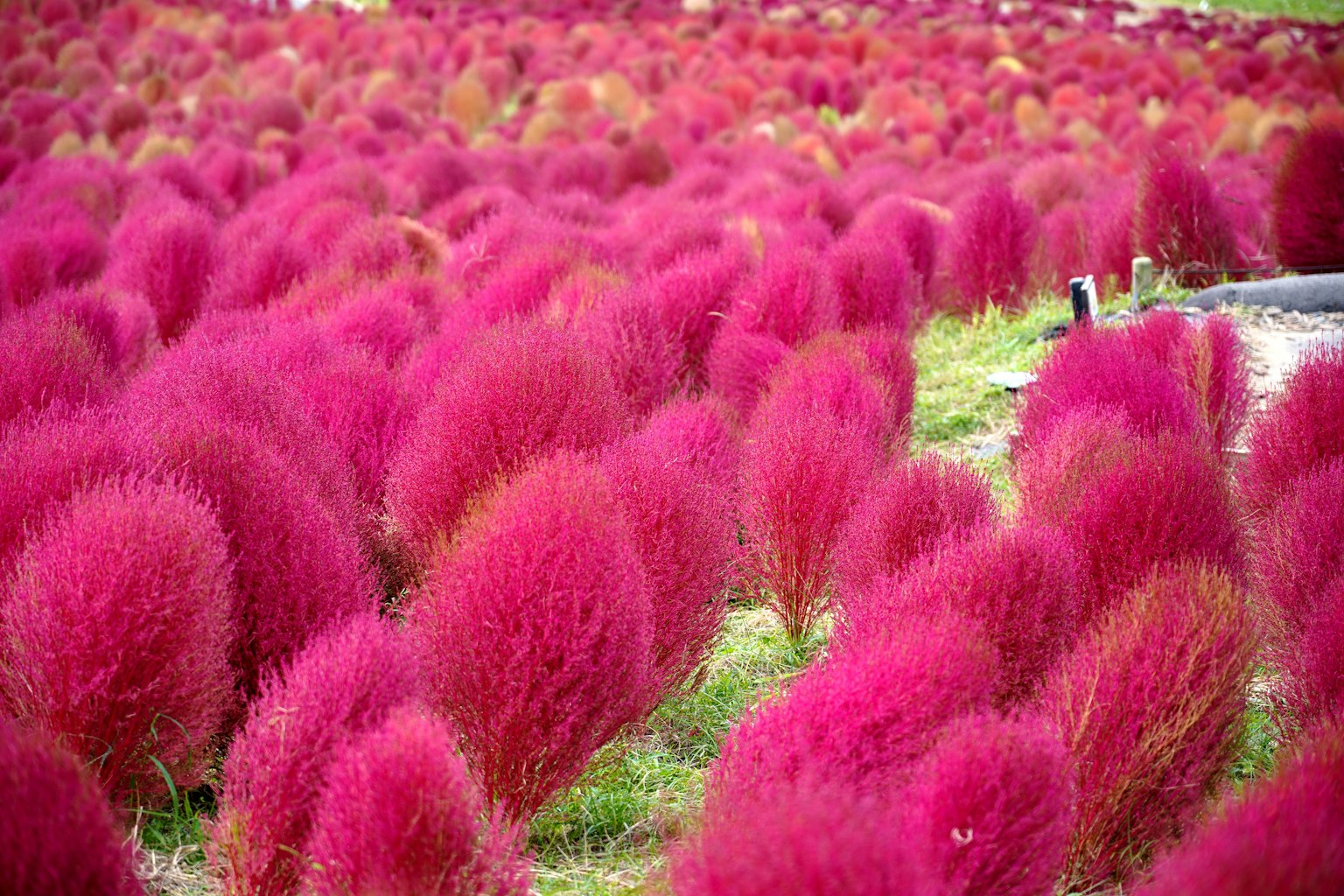 Campo di piante Kochia rosa vivace