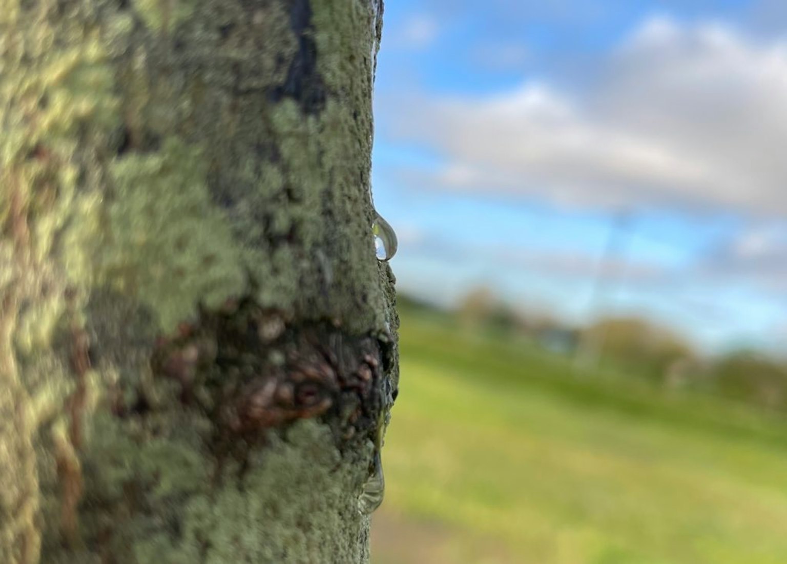 Acercamiento a un tronco de árbol con una gota de agua y musgo verde