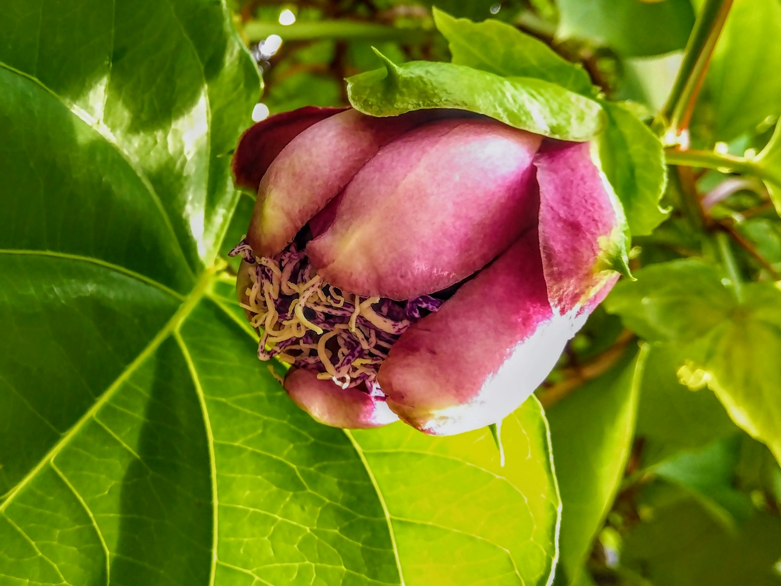 A purple flower bud surrounded by green leaves
