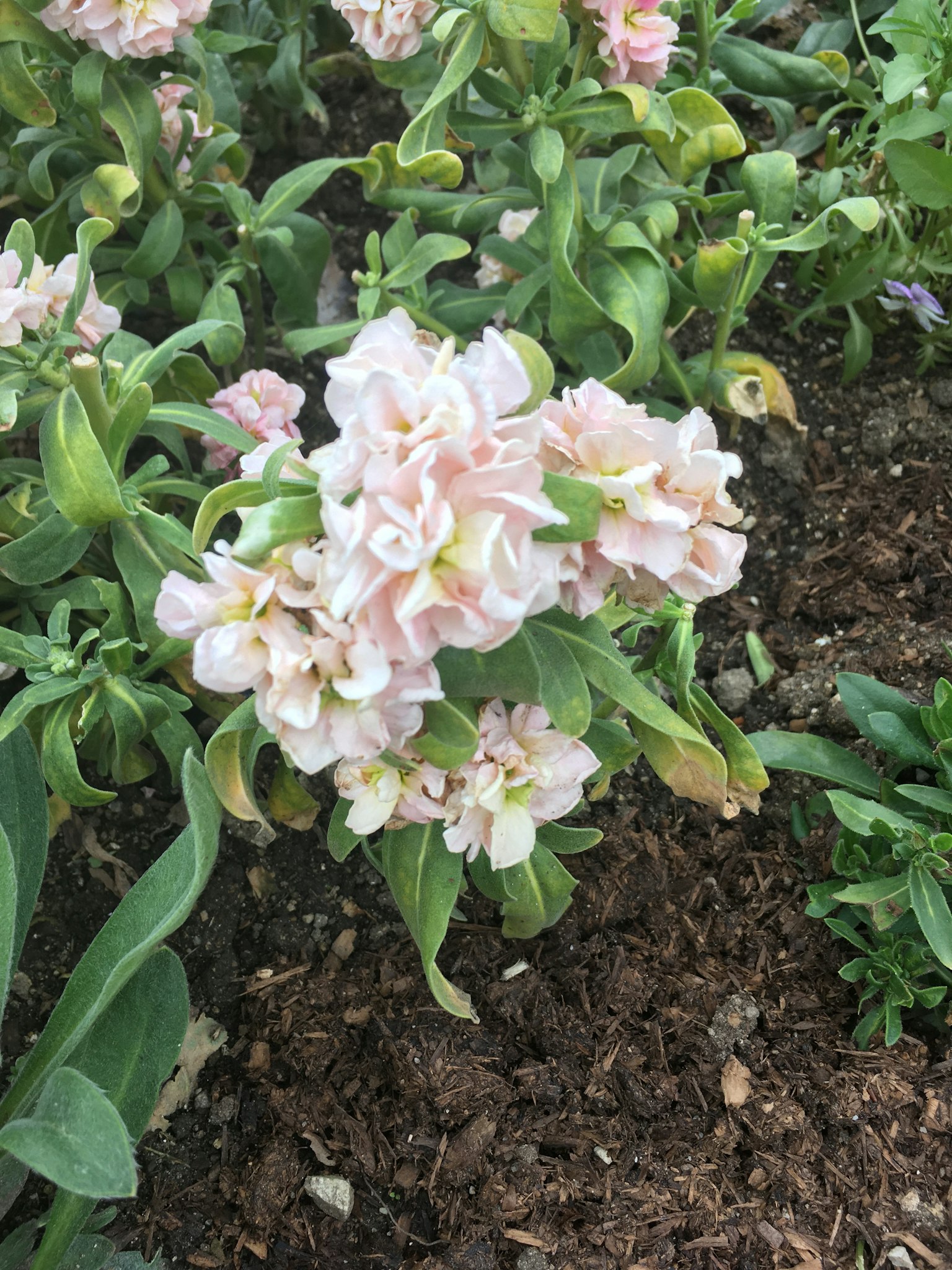 Acercamiento de una planta con flores rosadas suaves
