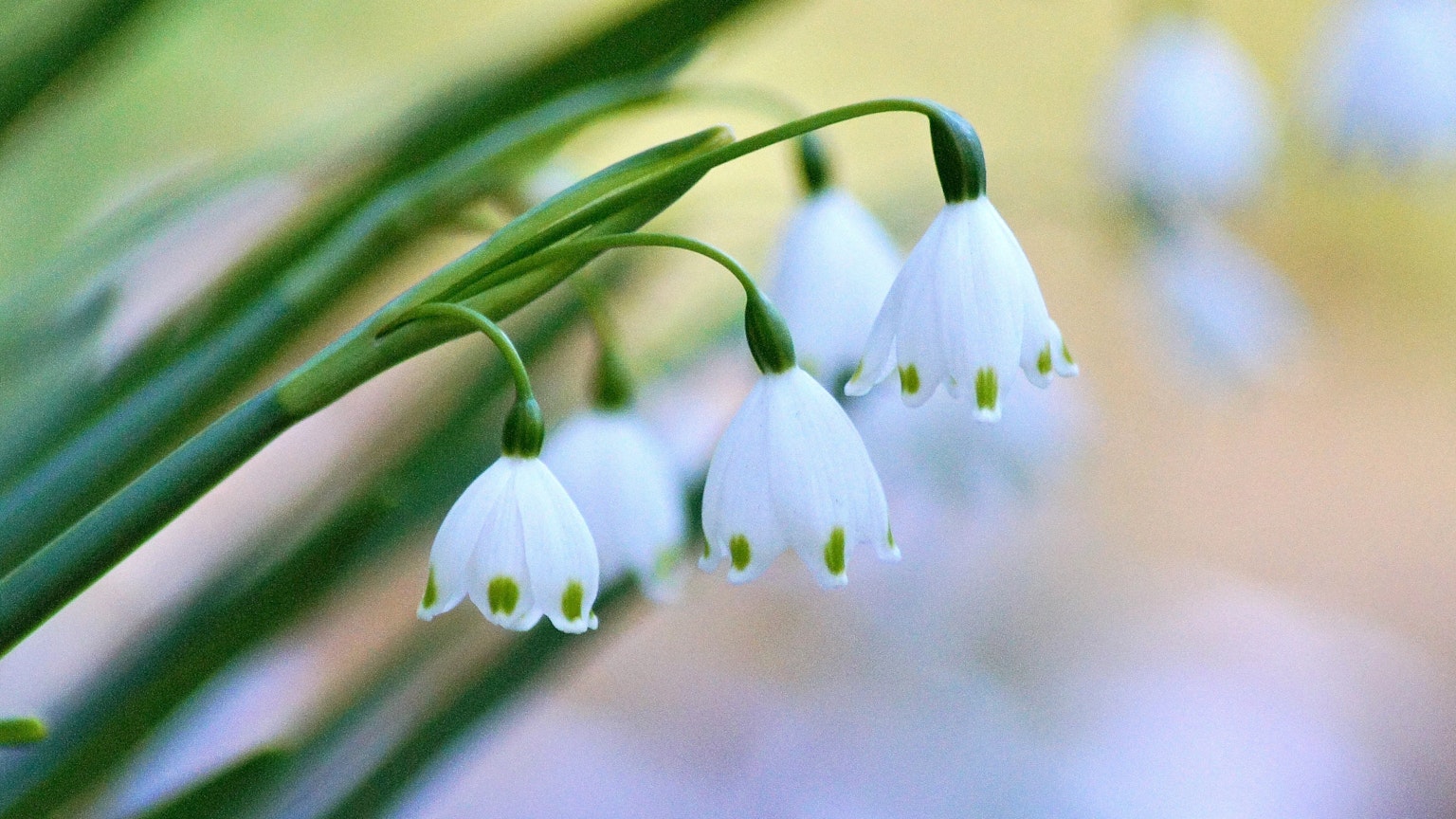 Primo piano di fiori di bucaneve con petali bianchi e punte verdi